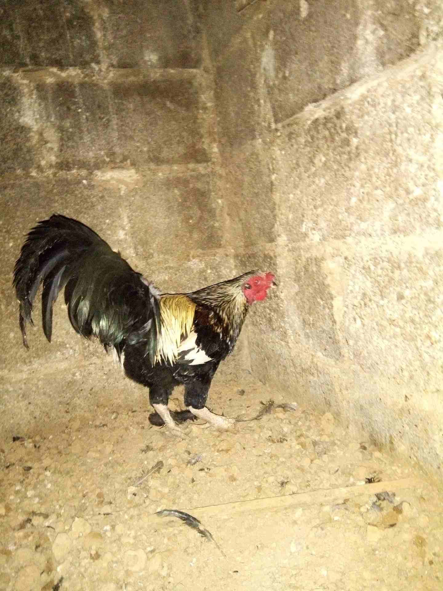 ديك باكستاني
لا تنسَ أنك شاهدت هذا الإعلان في عنكبوت
ديك باكستاني0799492634
رقم المعلن :...