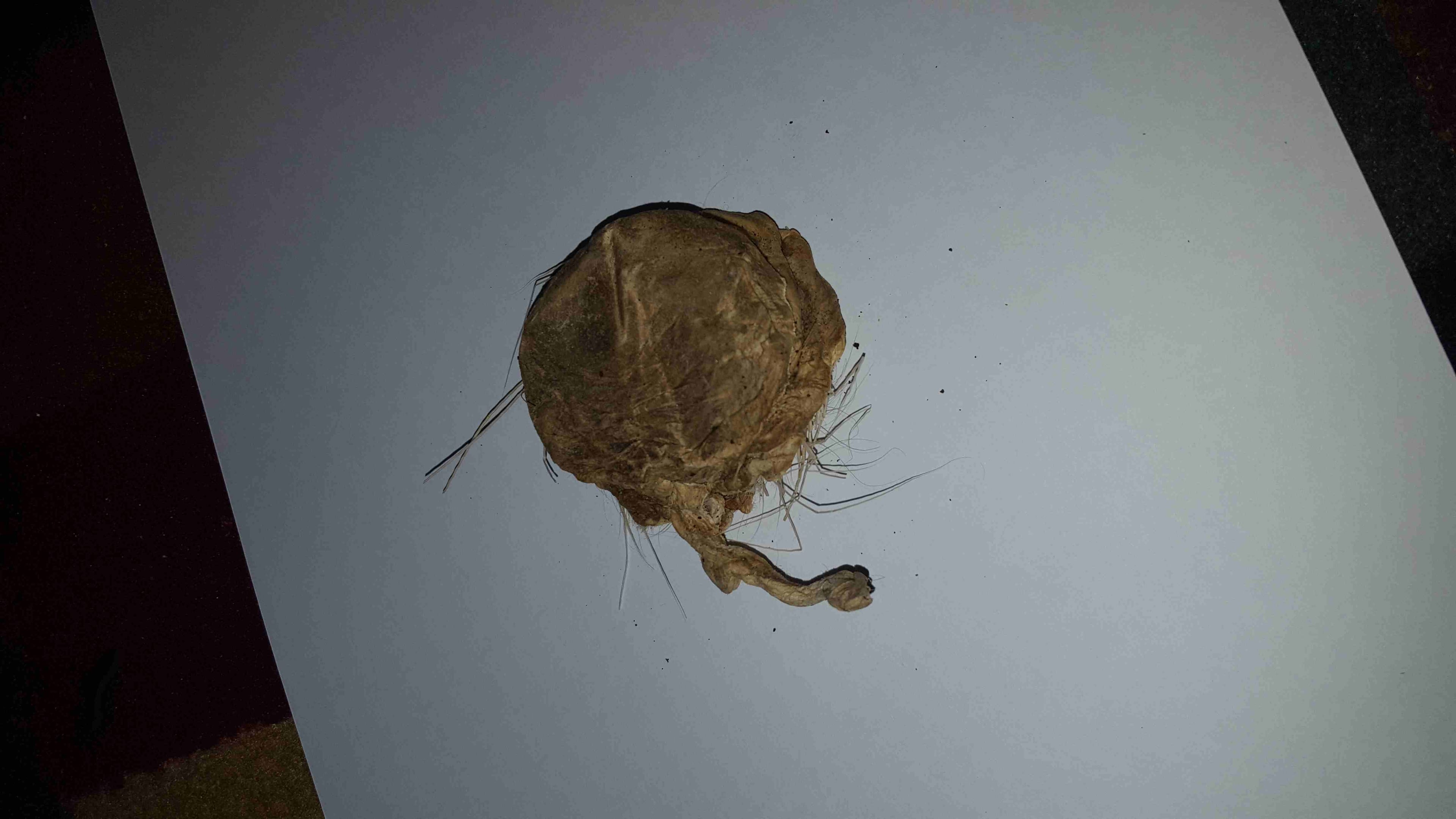 صرة مسك غزال أصلي بودرة خام
لا تنسَ أنك شاهدت هذا الإعلان في عنكبوت
الى عشاق الأصل .. الى عشاق ال...