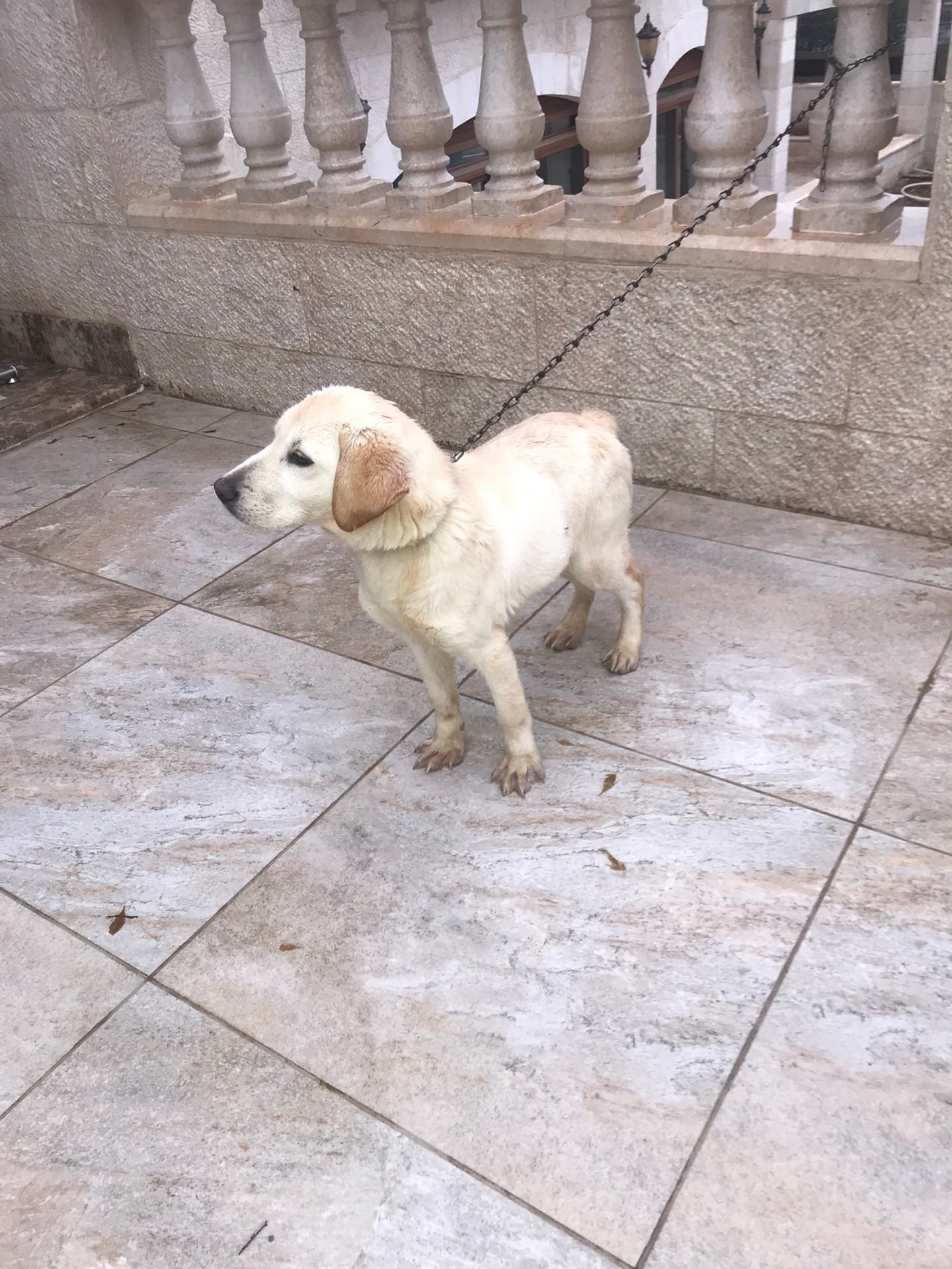 100% pure Labrador Retriever puppy for sale
لا تنسَ أنك شاهدت هذا الإعلان في عنكبوت
6 months...