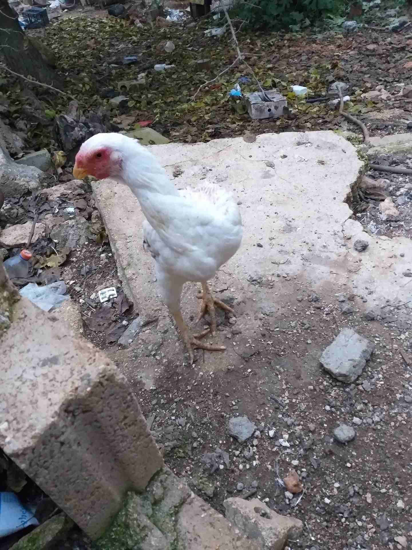 دجاجه فارسي للبيع
لا تنسَ أنك شاهدت هذا الإعلان في عنكبوت
دجاجه فارسي للبيع...