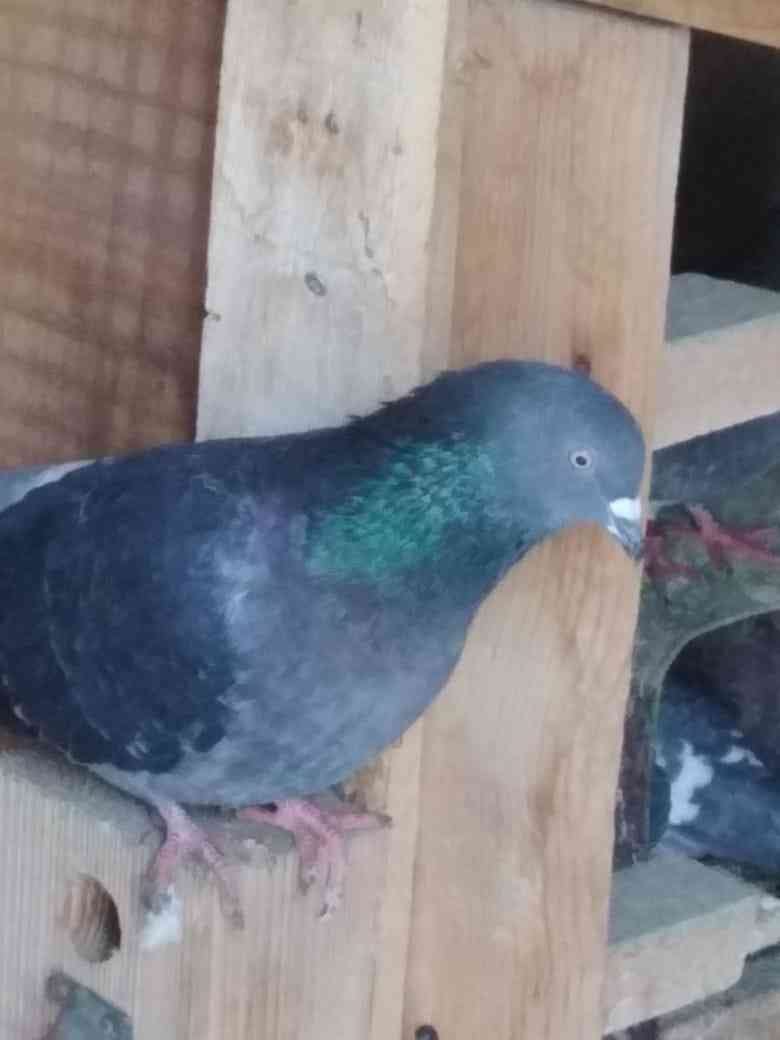 مطلوب حمام زاجل
لا تنسَ أنك شاهدت هذا الإعلان في عنكبوت
مطلوب حمام زاجل اصلي بدل الحمام اللي...