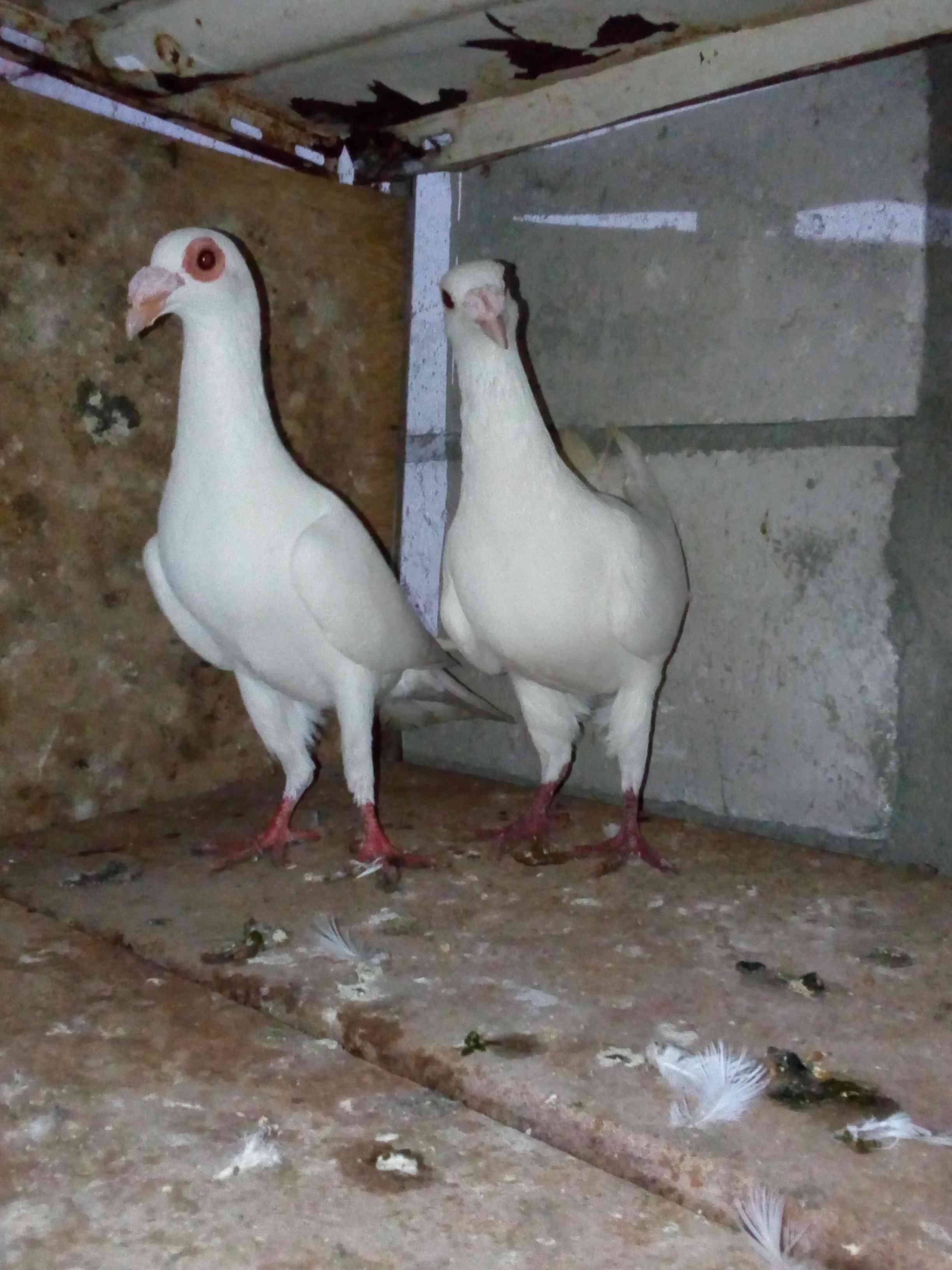 جوز بغداديات للبيع وطيرت بوز للبيع سعر الطيره 10 دنانير والجوز البغدادي 20 دينار
لا تنسَ أنك شاهدت هذا الإعلان في عنكبوت...