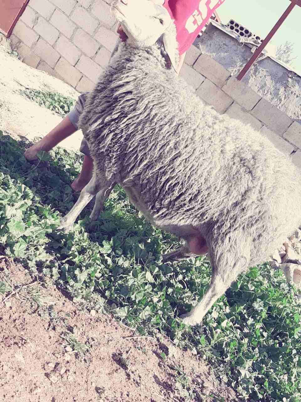 نعاج عساف اصلي للبيع او للبدل عل باص)(انا مجرد ناشر لا اتابع تعليقات)
لا تنسَ أنك شاهدت هذا الإعلان في عنكبوت...