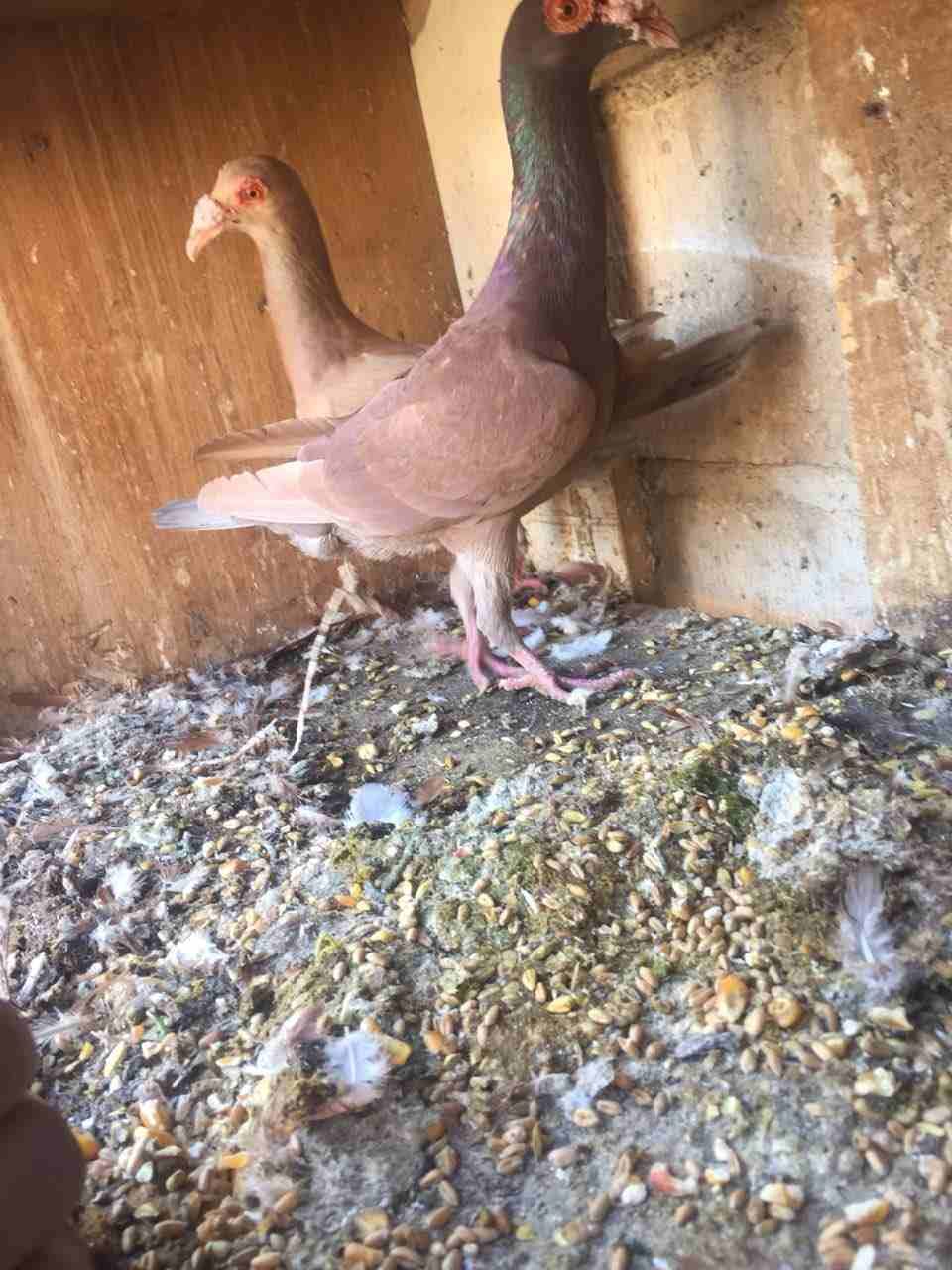 جوزين شغلات للبيع او البدل
لا تنسَ أنك شاهدت هذا الإعلان في عنكبوت
جواز شغلات...