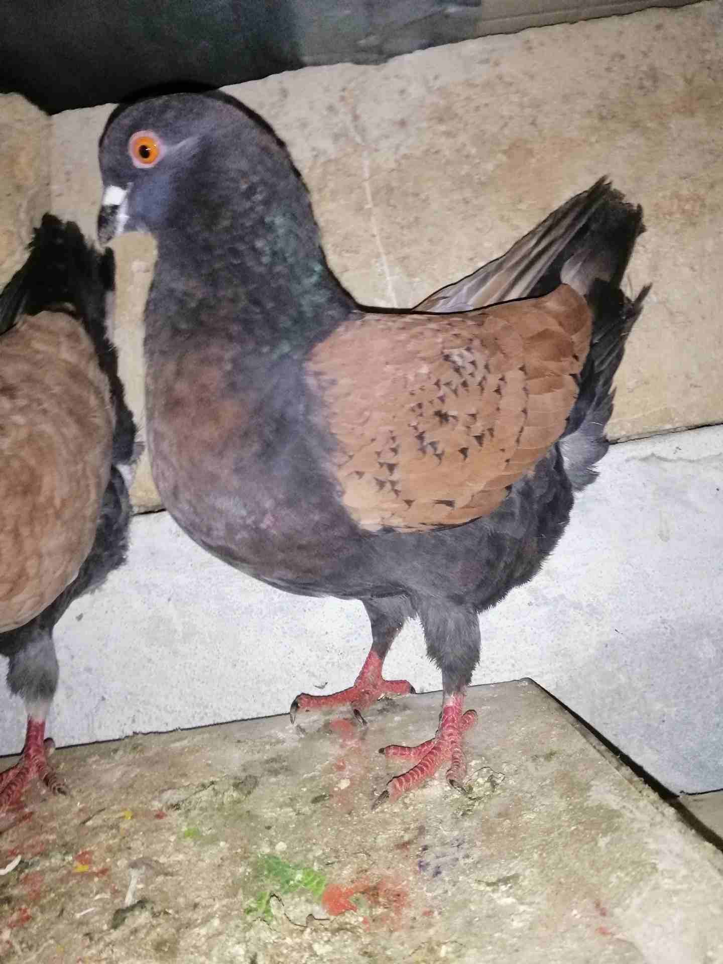جوز كينج براملي جامبووووووووو
لا تنسَ أنك شاهدت هذا الإعلان في عنكبوت
جوز كينج مثل الطابه الصلاه...