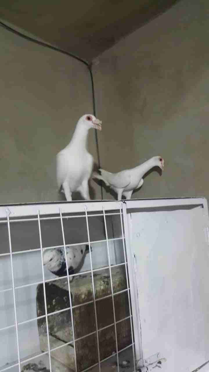 حمام للبيع
لا تنسَ أنك شاهدت هذا الإعلان في عنكبوت
اجواز كله شغال...