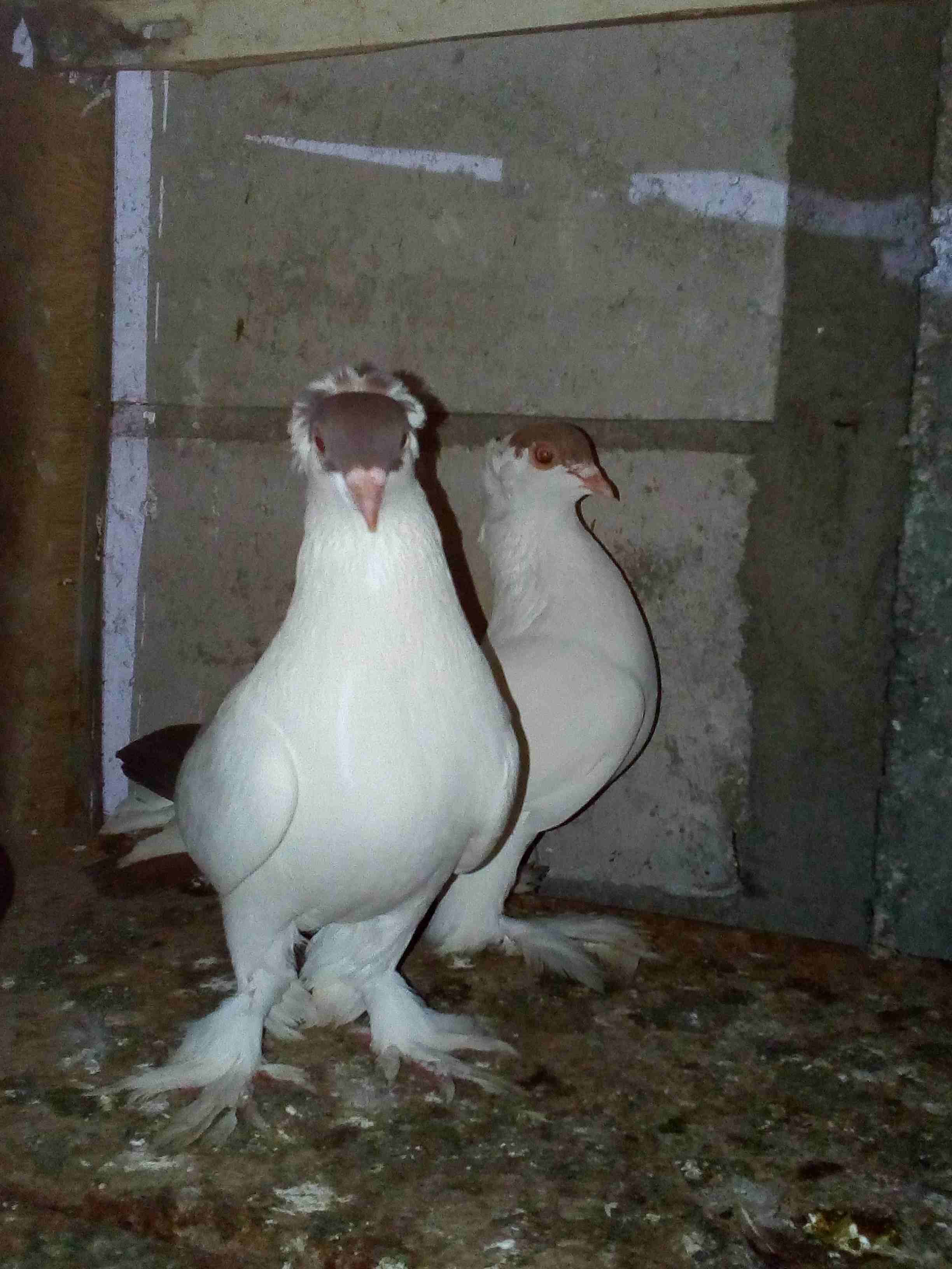 جوز للبيع 20 د .........
لا تنسَ أنك شاهدت هذا الإعلان في عنكبوت
جوز للبيع ...............