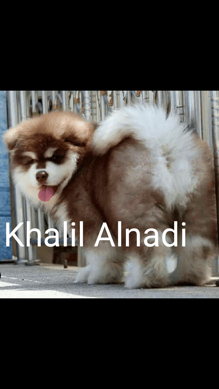 Gaint Alaskan Malamute
لا تنسَ أنك شاهدت هذا الإعلان في عنكبوت
بسم الله ما شاء الله ...
متاح...