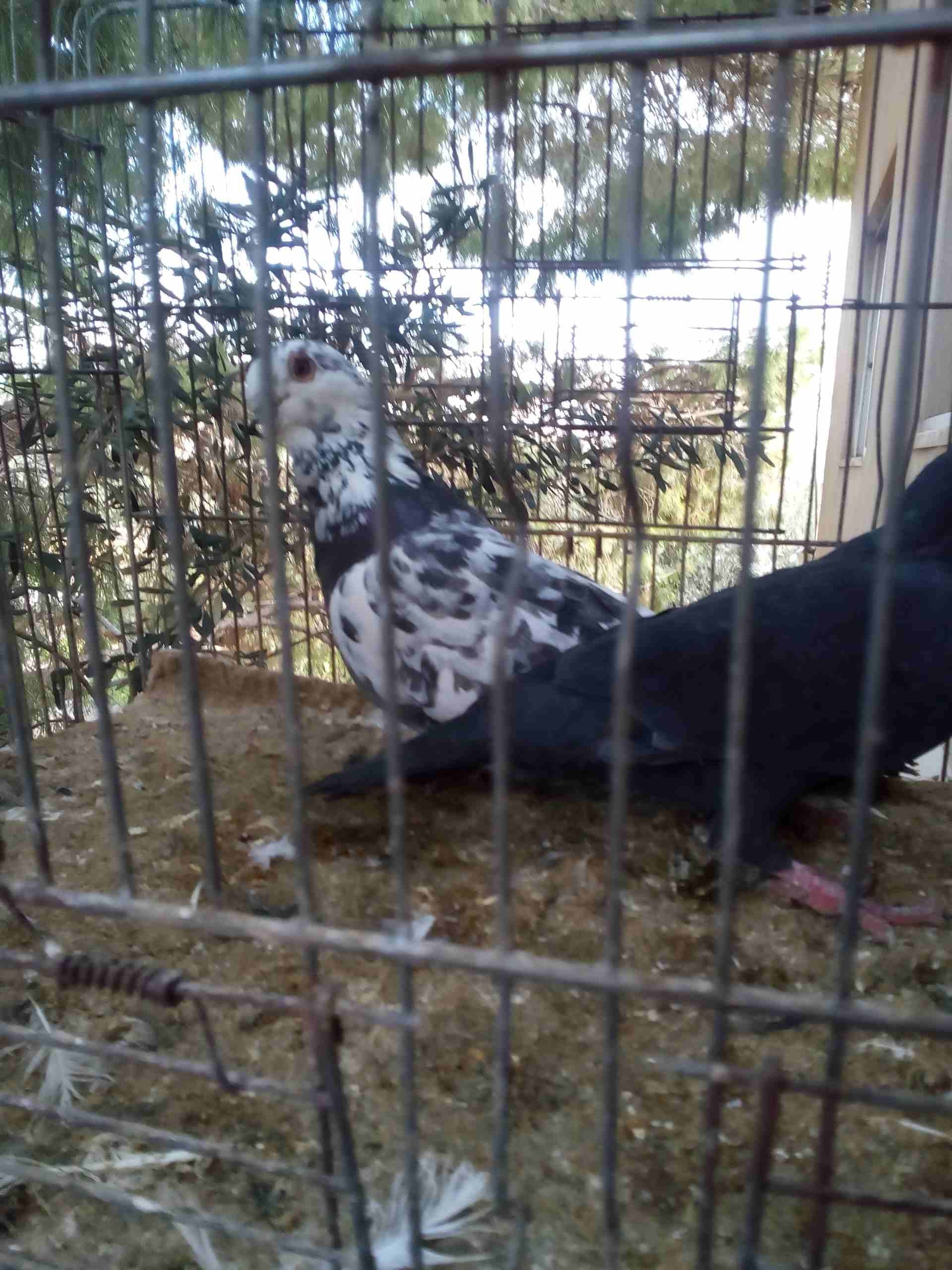 3 جواز ذبابنه
لا تنسَ أنك شاهدت هذا الإعلان في عنكبوت
الفحول الثلاث نخب الطواير بولنديه زرقا مقلو...