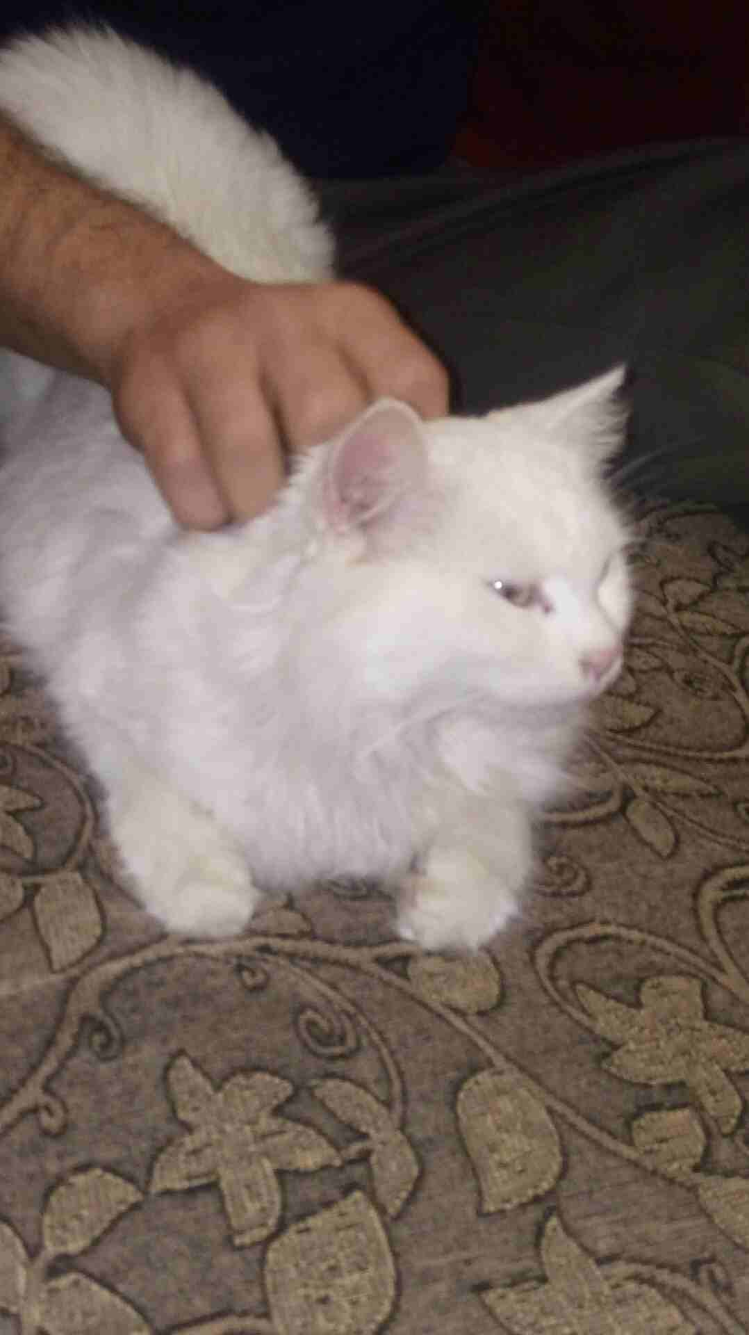 قطه شيرازي
لا تنسَ أنك شاهدت هذا الإعلان في عنكبوت
قطه شيرازي ابيض عيونها خضر ومشالله عليها بتجنن...