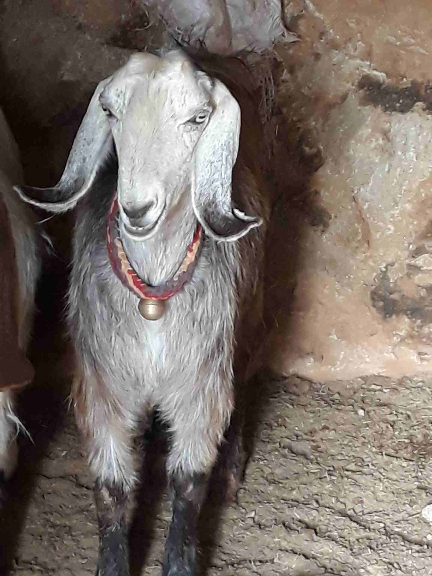 ثنيه كفاله حليب
لا تنسَ أنك شاهدت هذا الإعلان في عنكبوت
ثنيه كفاله حليب موجوده بالمفرق...