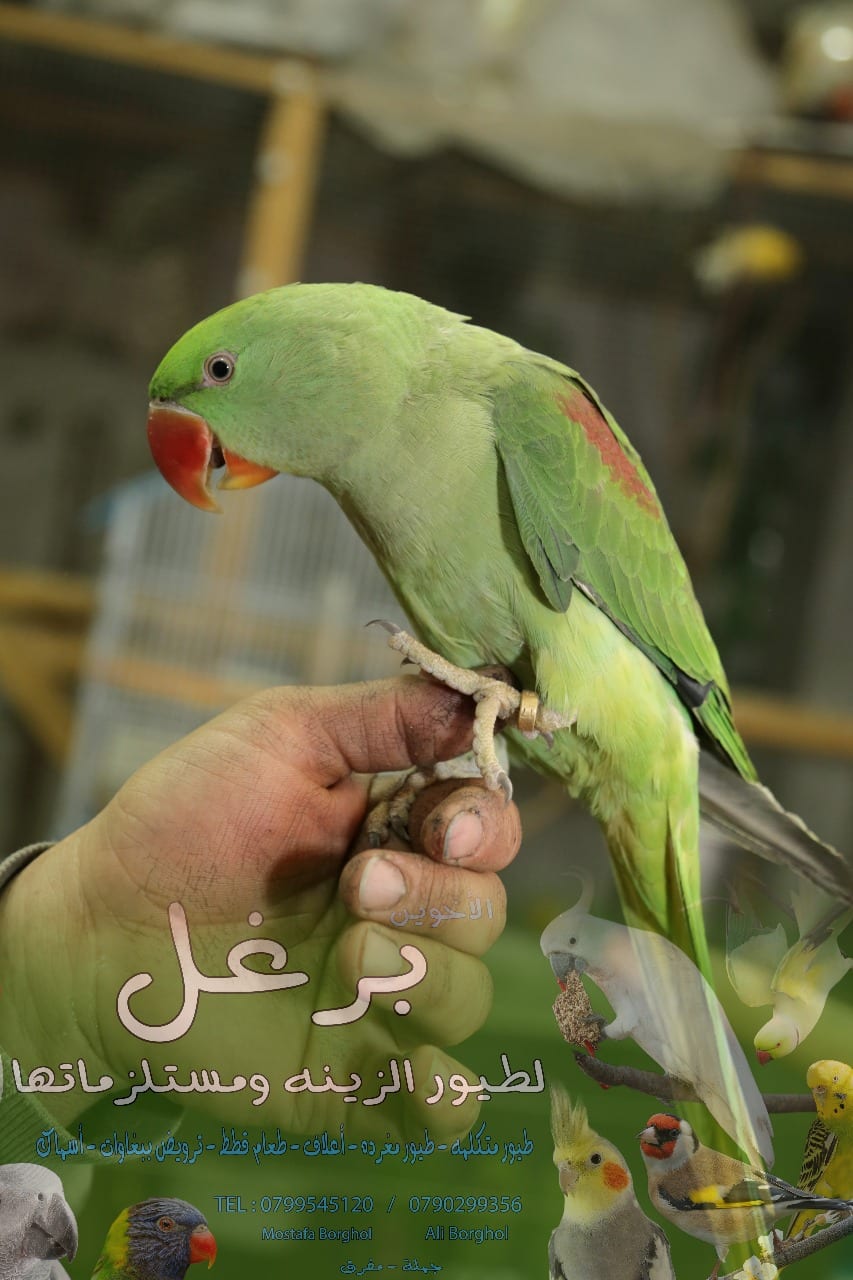 ببغاء كساندرا زق يدوي عمر 5 شهور أليف جدا بداية كلام ناديلو بيجي طيران
لا تنسَ أنك شاهدت هذا الإعلان في عنكبوت...