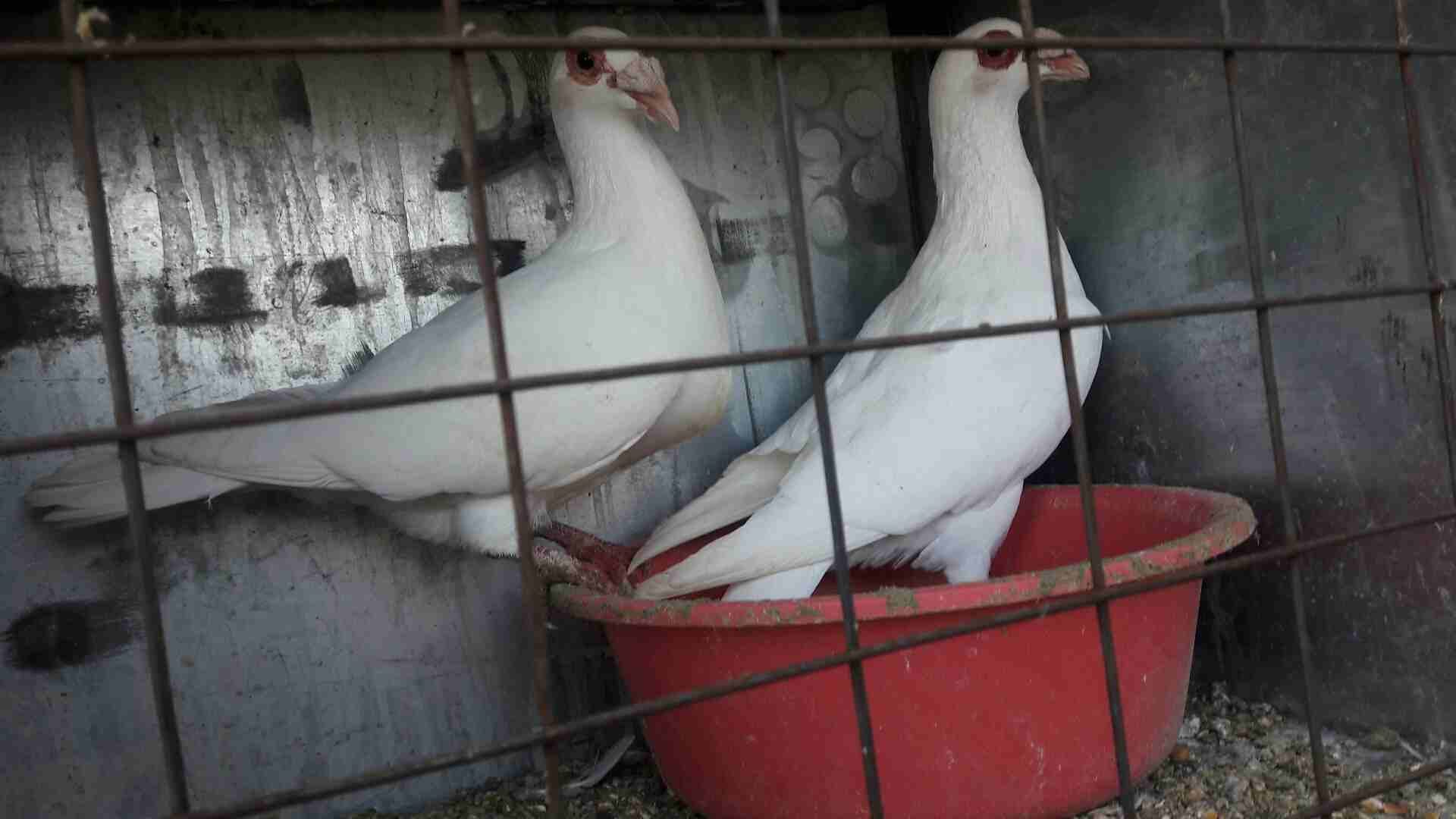جوز بغادنة
لا تنسَ أنك شاهدت هذا الإعلان في عنكبوت
جوز بغادنة بالصلاة ع النبي موجودات بالاشرافية...