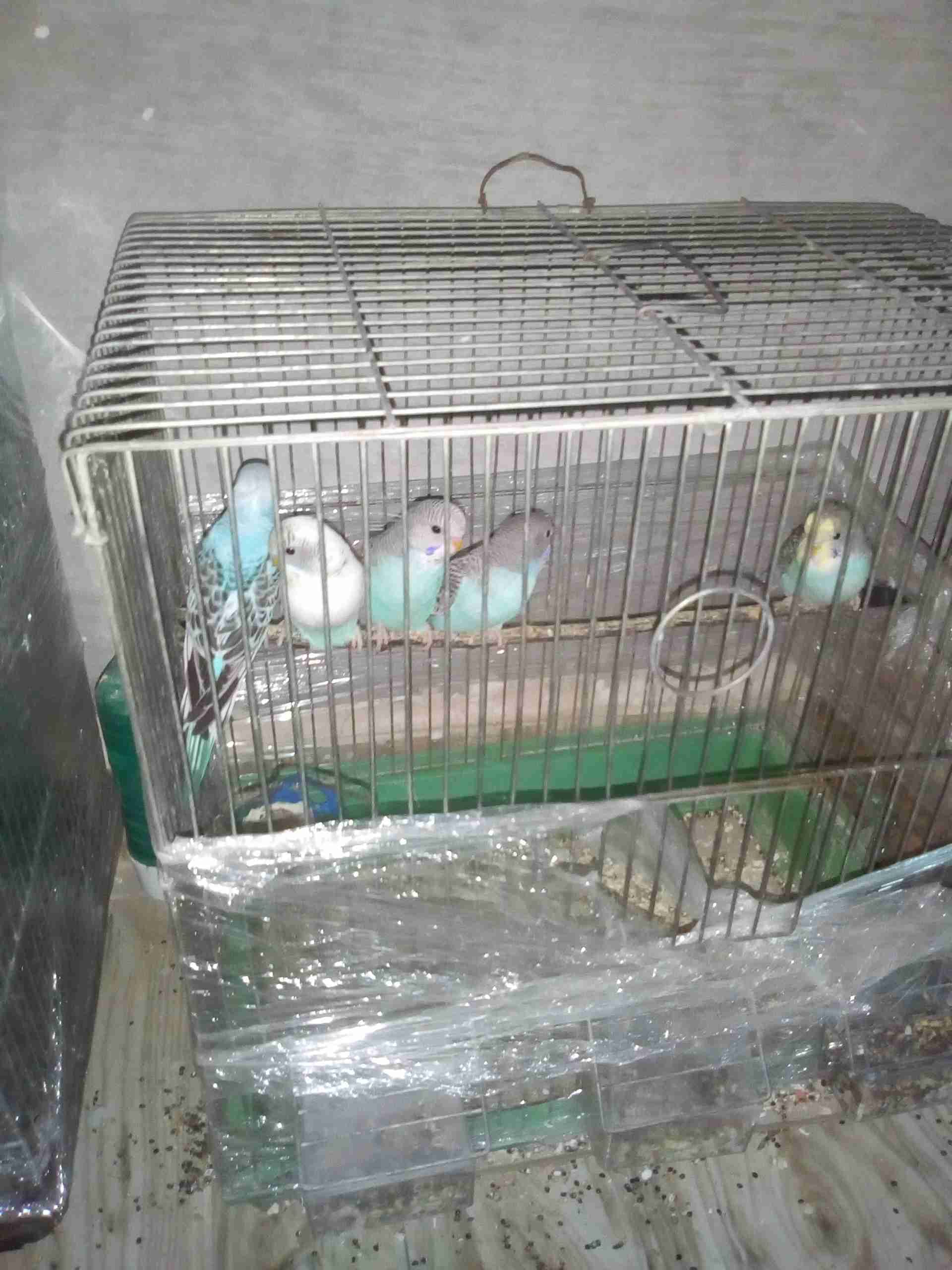 طيور حب افراخ عمر شهرين
لا تنسَ أنك شاهدت هذا الإعلان في عنكبوت
خمس اجواز حب للبيع الحبه 5دنا...