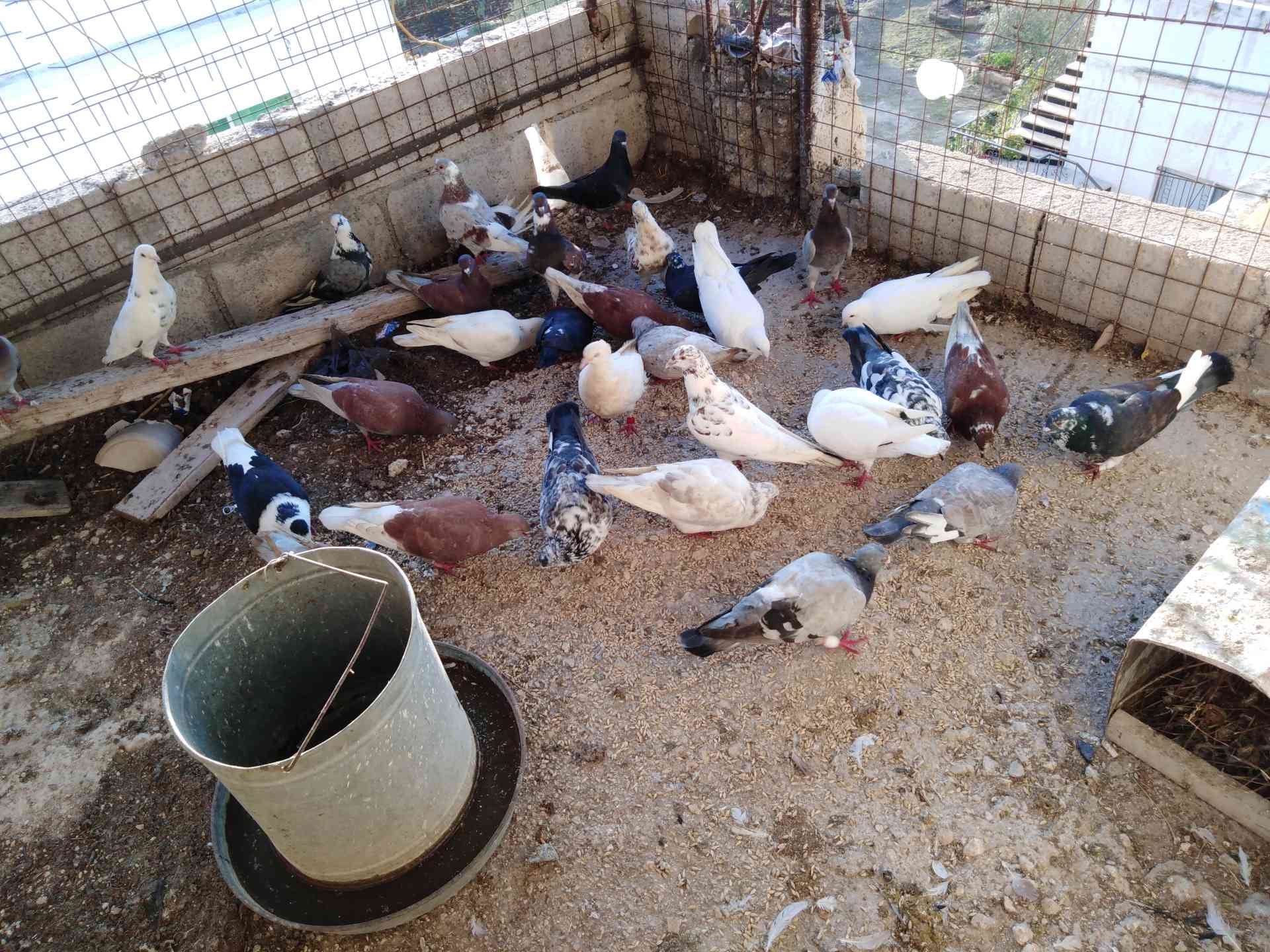 حمام بلدي
لا تنسَ أنك شاهدت هذا الإعلان في عنكبوت
20 جوز حمام بلدي كله شغال...