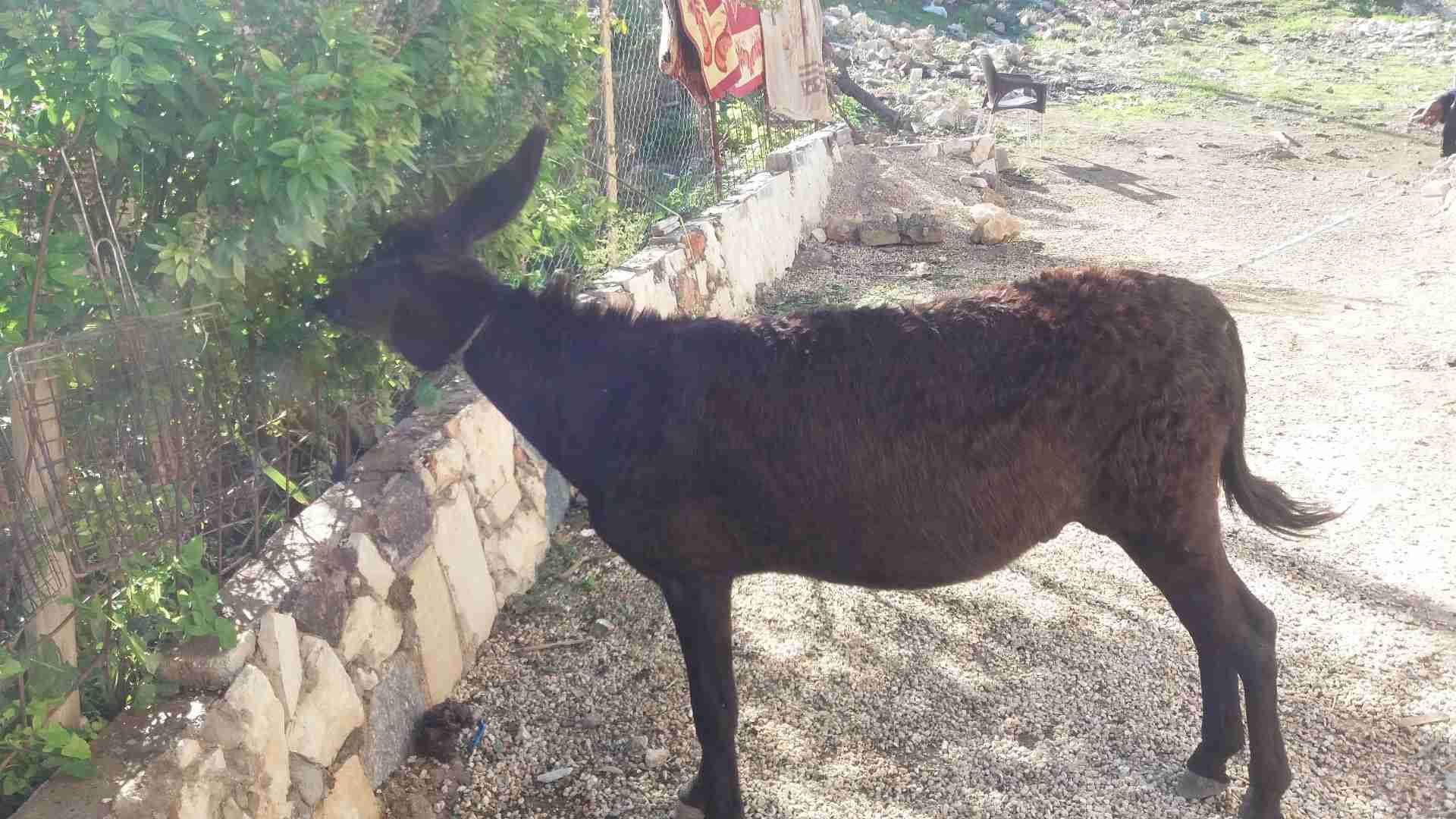 حمار للببع حراث ومعاززي
لا تنسَ أنك شاهدت هذا الإعلان في عنكبوت
بسعر مغري...