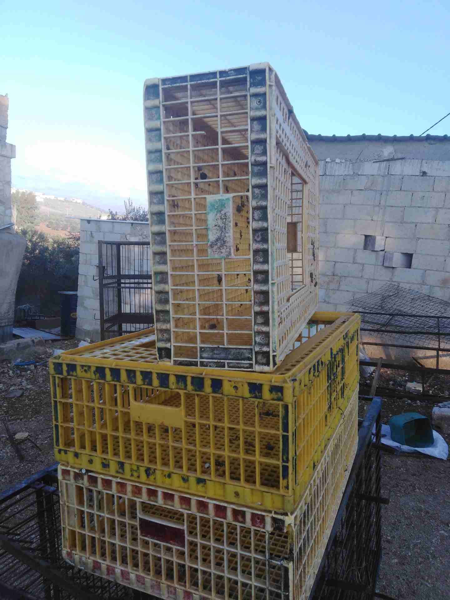 اقفاص دجاج للبيع بحالة جيدة
لا تنسَ أنك شاهدت هذا الإعلان في عنكبوت
3 اقفاص دجاج للبيع...