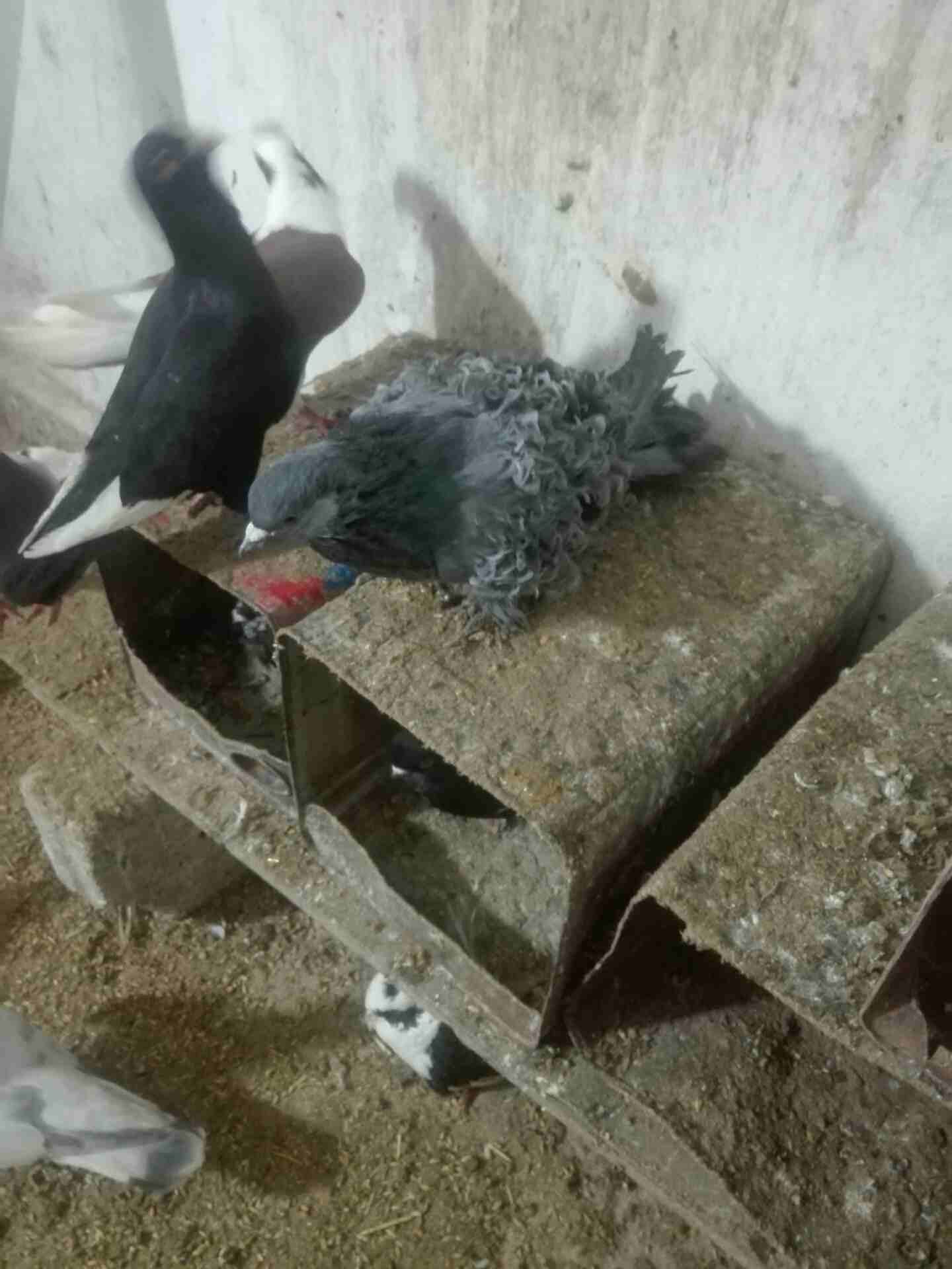 فحل نيقروه
لا تنسَ أنك شاهدت هذا الإعلان في عنكبوت
فحل شغال
رقم...