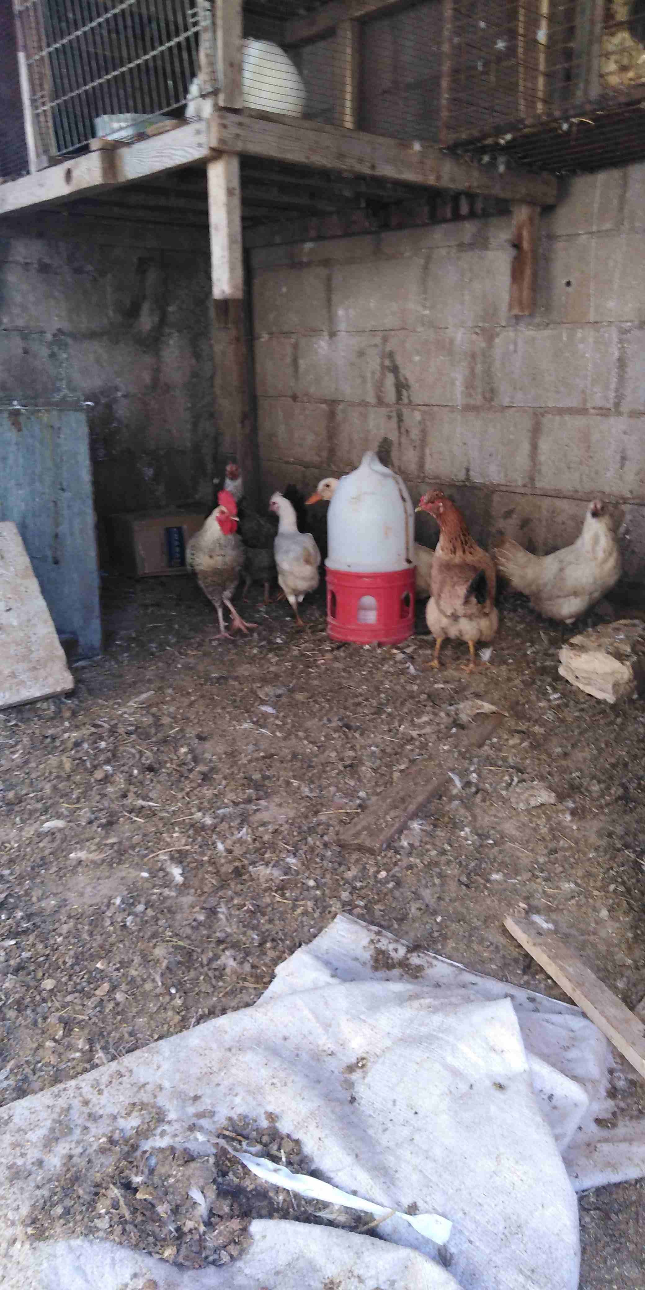 دجاج للبيع 12 وديكين
لا تنسَ أنك شاهدت هذا الإعلان في عنكبوت
12 جاجه بلدي وفيومي وديكين نخب النخب...