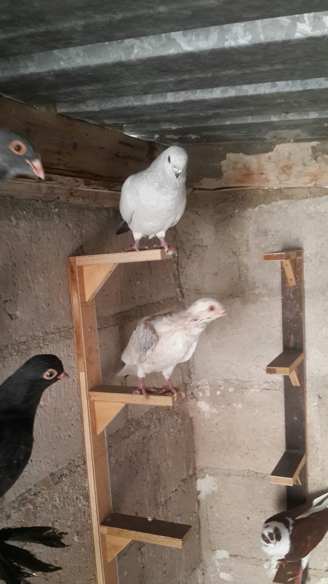 يوجد كوم فراخ انواع فطم جديد واشي بواقي ألوان لا اتابع الرسائل 0796513536 على ال
لا تنسَ أنك شاهدت هذا الإعلان في عنكبوت
07965...
