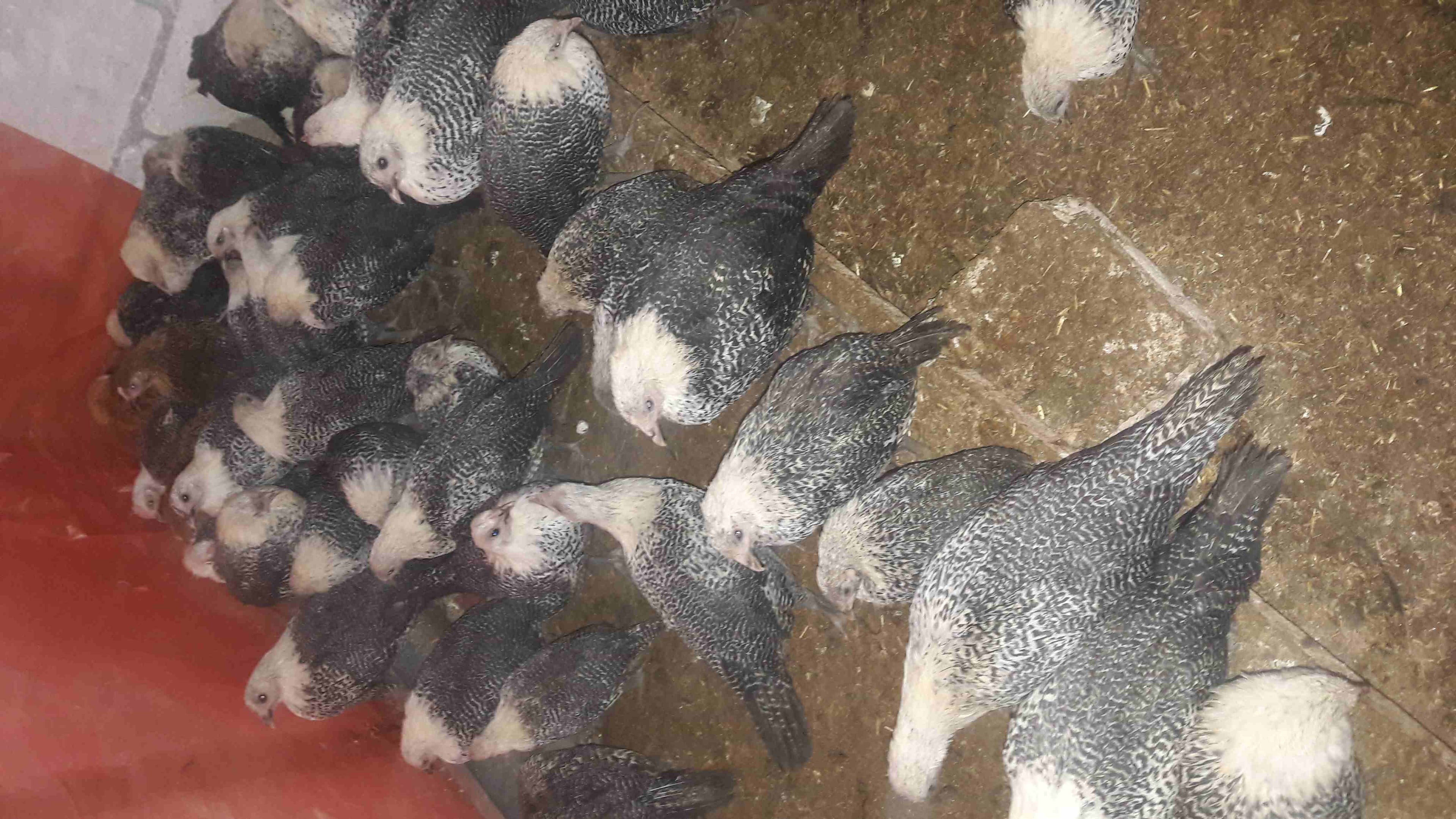 فرخات فيومي البزره الاصليه للبيع
لا تنسَ أنك شاهدت هذا الإعلان في عنكبوت
فرخات فيومي البزره الاصل...