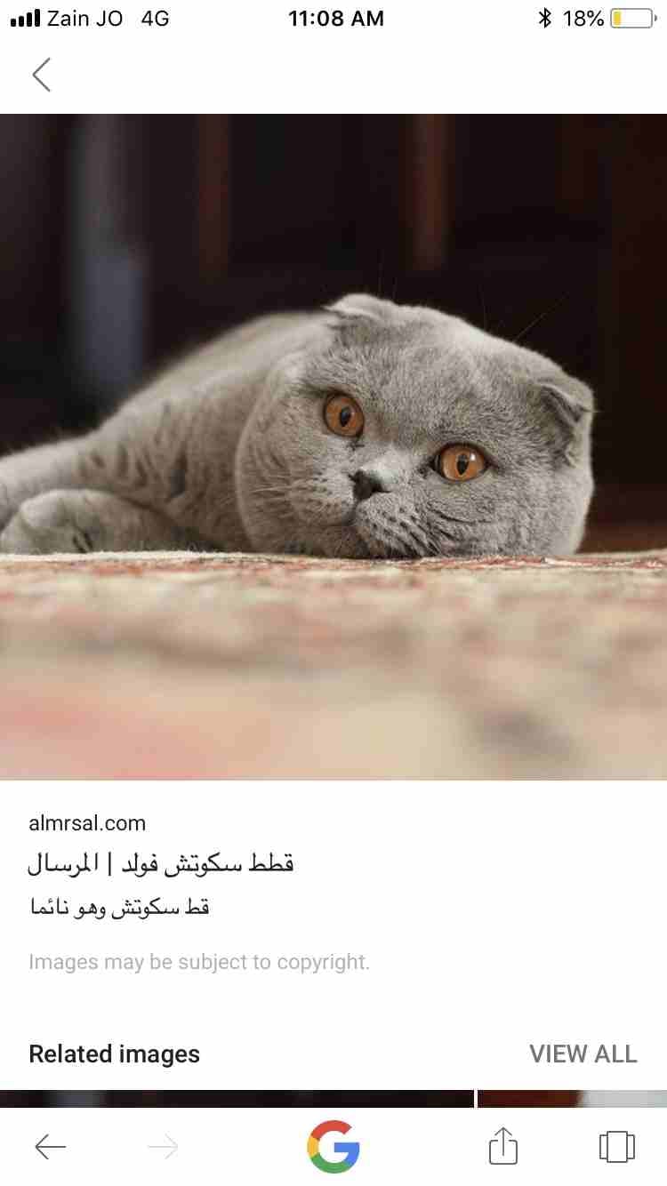 بس دكر نوع سكوتش للبيع
لا تنسَ أنك شاهدت هذا الإعلان في عنكبوت
قط ذكر عمره سبع شهور للبيع ماخذ جم...