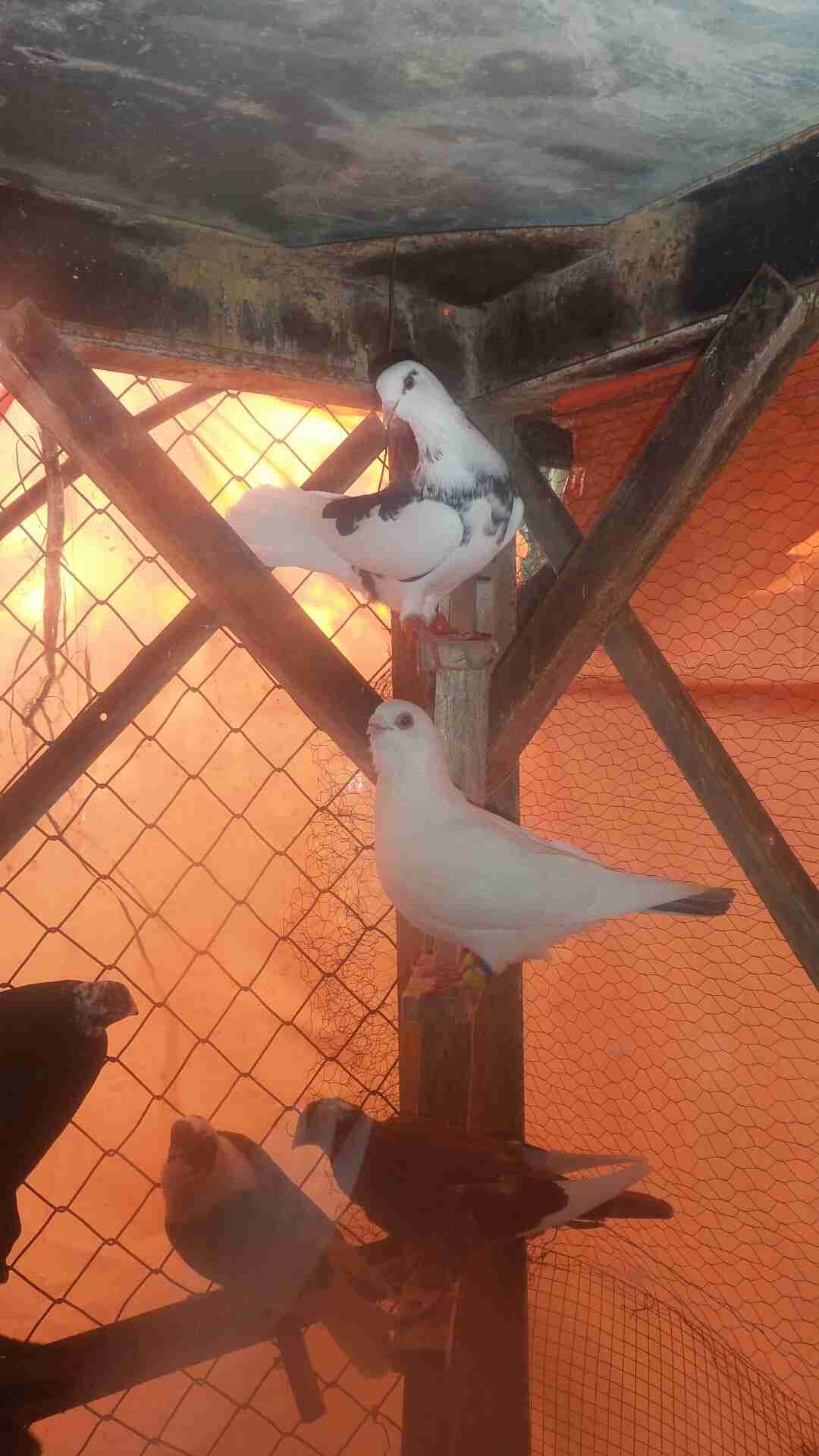 في 40حبه كلها نخب مافيها طير كبير وفيها 4طواير اسماء
لا تنسَ أنك شاهدت هذا الإعلان في عنكبوت...