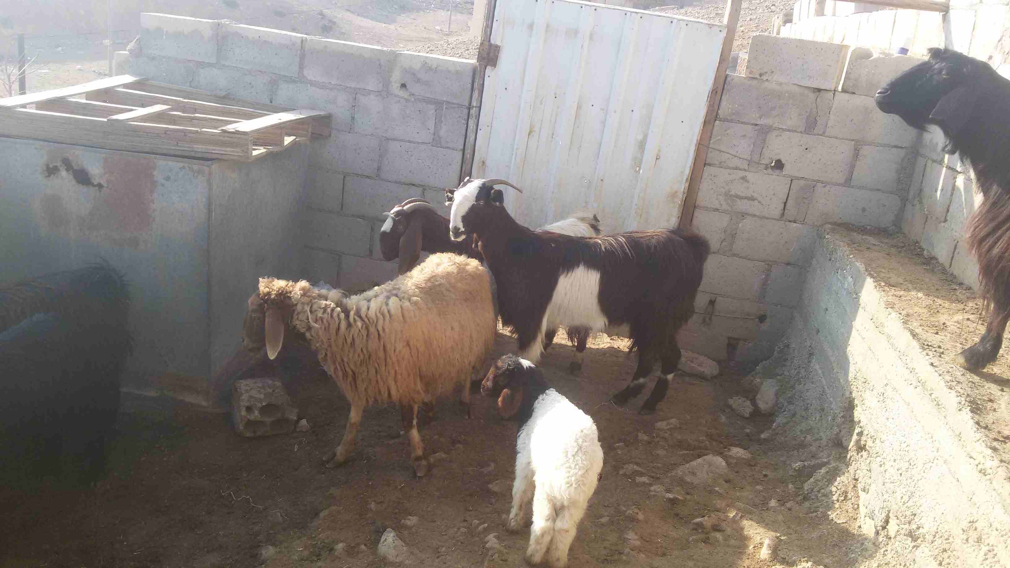 ماعز وغنم للبيع
لا تنسَ أنك شاهدت هذا الإعلان في عنكبوت
5 ثنايا هادات
1عنز هاده
2 نعجتين معهن خ...