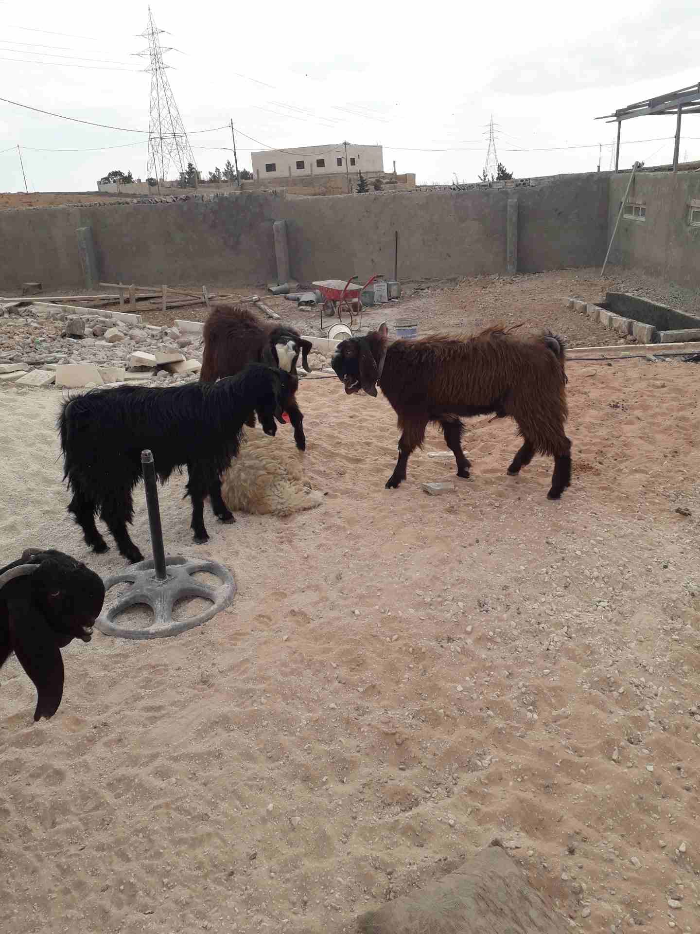 جديان للبيع
لا تنسَ أنك شاهدت هذا الإعلان في عنكبوت
عمر الجدي 8 شهور...