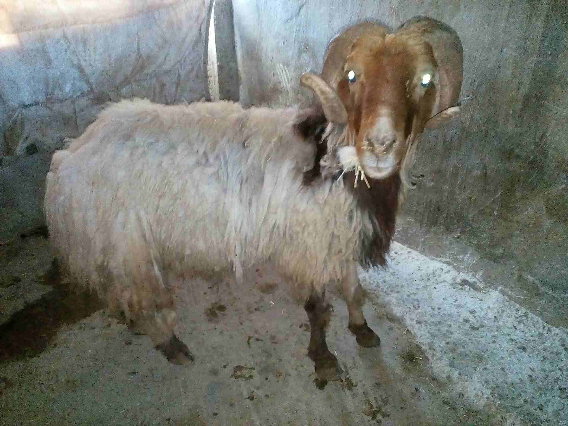 كباش بيعر البلاش وباسعار مغرية جدا
لا تنسَ أنك شاهدت هذا الإعلان في عنكبوت
كباش عدد خمسة سن انضيف...