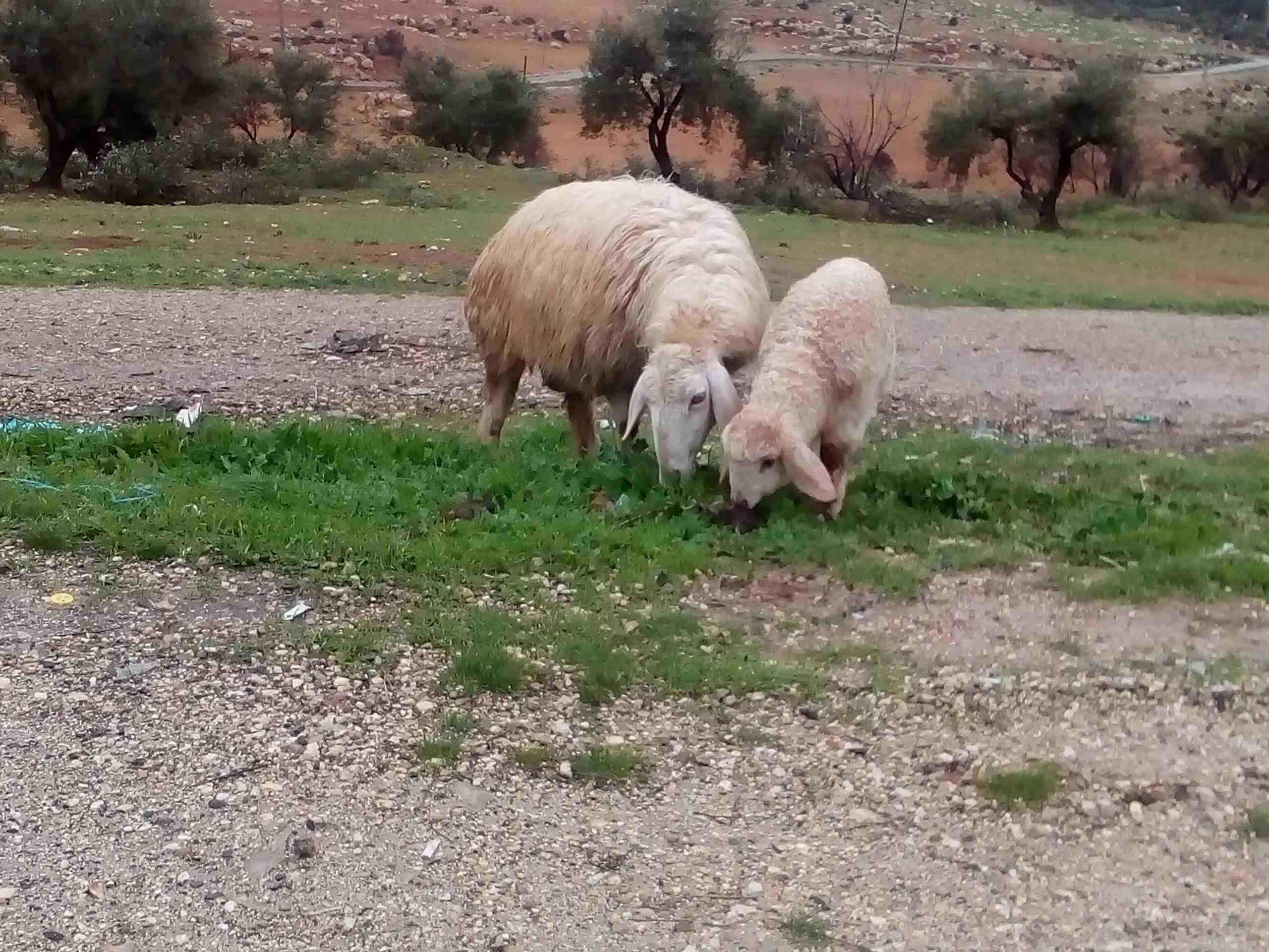 جرش طريق ازرقا
لا تنسَ أنك شاهدت هذا الإعلان في عنكبوت
نعجه'مع بنتها'نخب عمر 4سنوات...