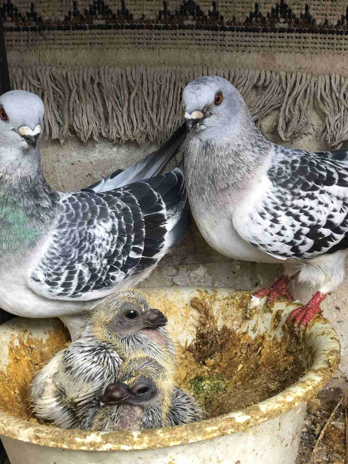 7 جواز شغاله للبيع بداعي الطفر بسعر الفجل اببلاش
لا تنسَ أنك شاهدت هذا الإعلان في عنكبوت
جوزين عم...