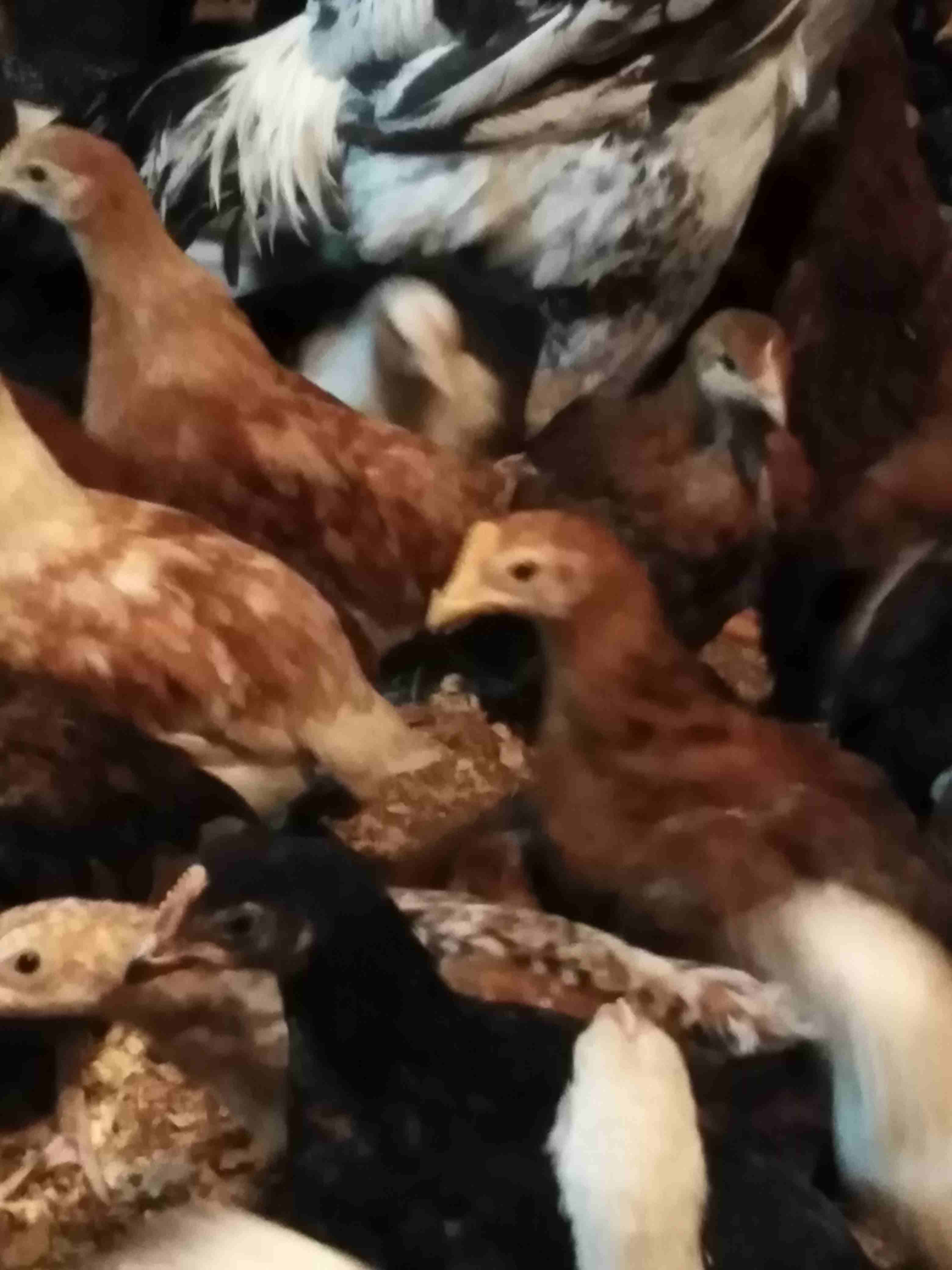 صوص هندي و بلدي عمر 60 يوم
لا تنسَ أنك شاهدت هذا الإعلان في عنكبوت
صوص هندي و بلدي عمر 60 يوم الس...