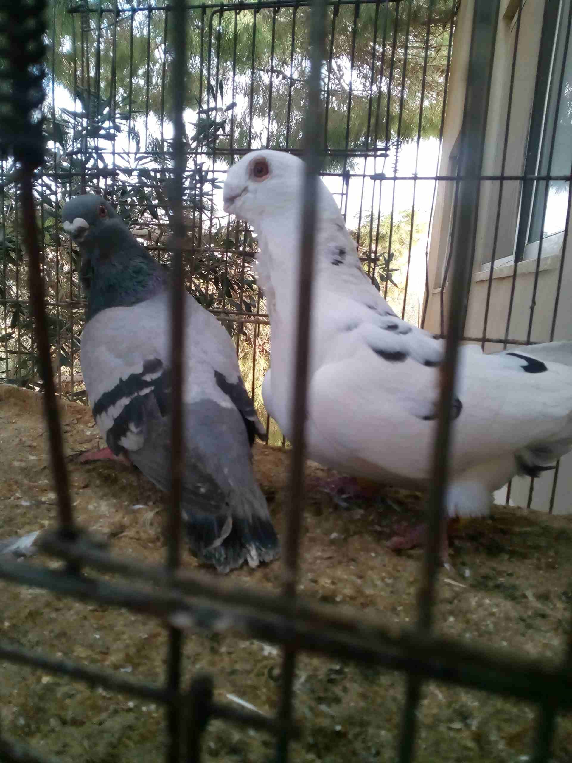 3 جواز ذبابنه
لا تنسَ أنك شاهدت هذا الإعلان في عنكبوت
الفحول الثلاث نخب الطواير بولنديه زرقا مقلو...