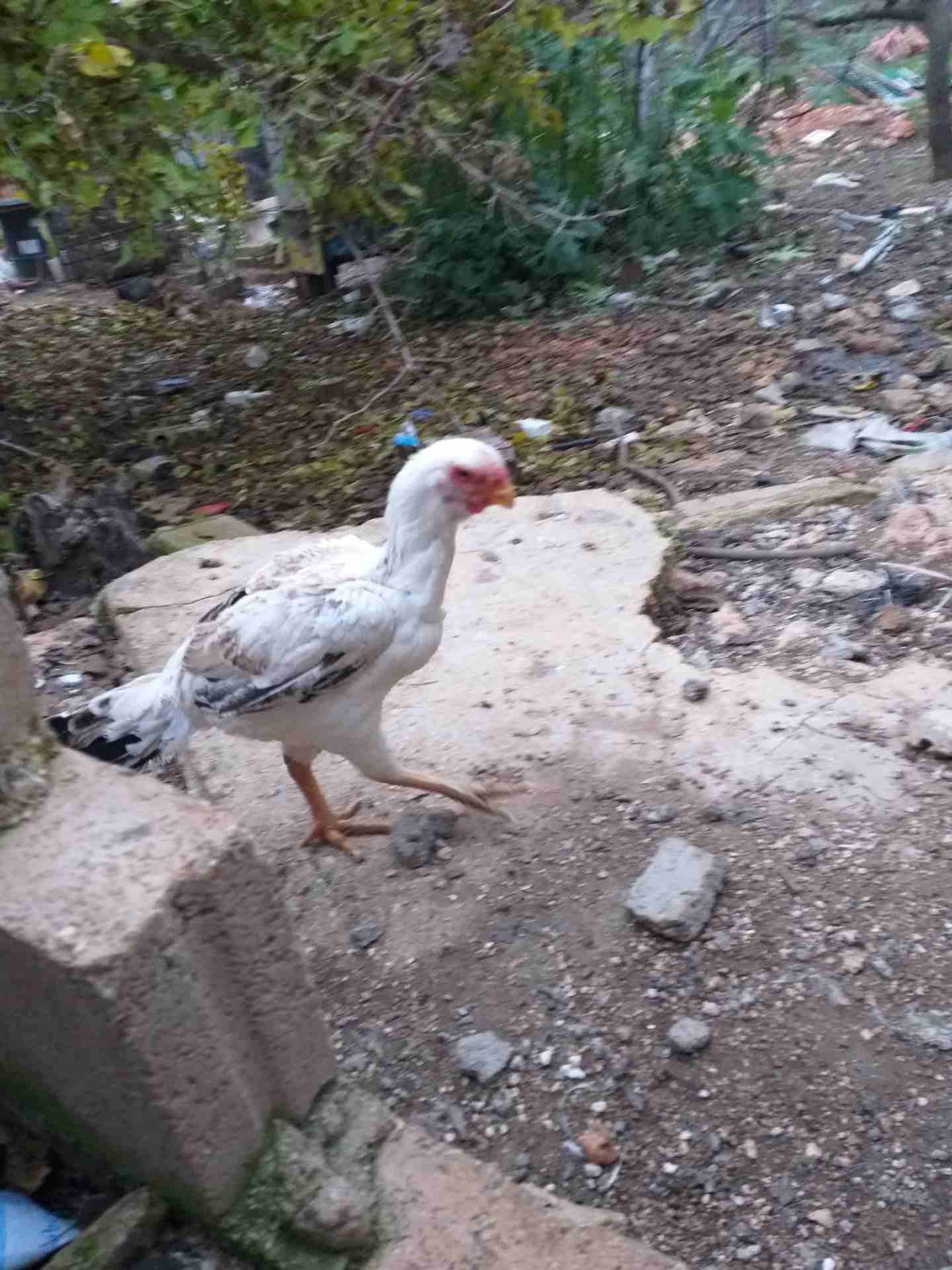 دجاجه فارسي للبيع
لا تنسَ أنك شاهدت هذا الإعلان في عنكبوت
دجاجه فارسي للبيع...