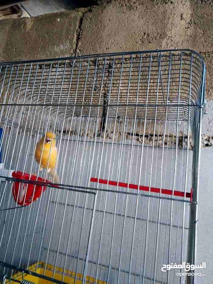كنار مغناء
لا تنسَ أنك شاهدت هذا الإعلان في عنكبوت
فحل كنار مغناء جيزه...