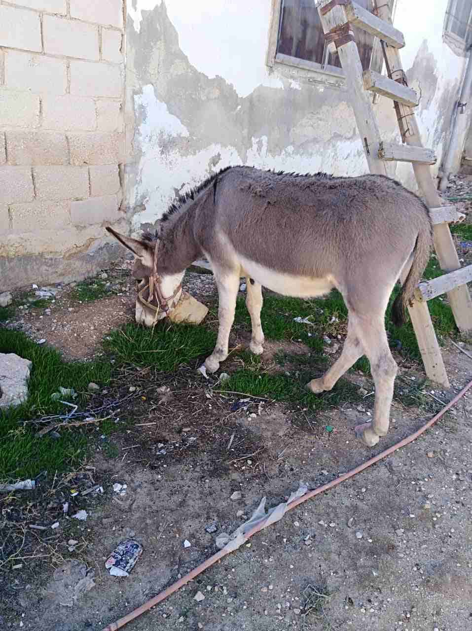 حماره للبيع
لا تنسَ أنك شاهدت هذا الإعلان في عنكبوت
0776576748
رقم المعلن :0798612567
لمشاهدة المزيد من الإع...