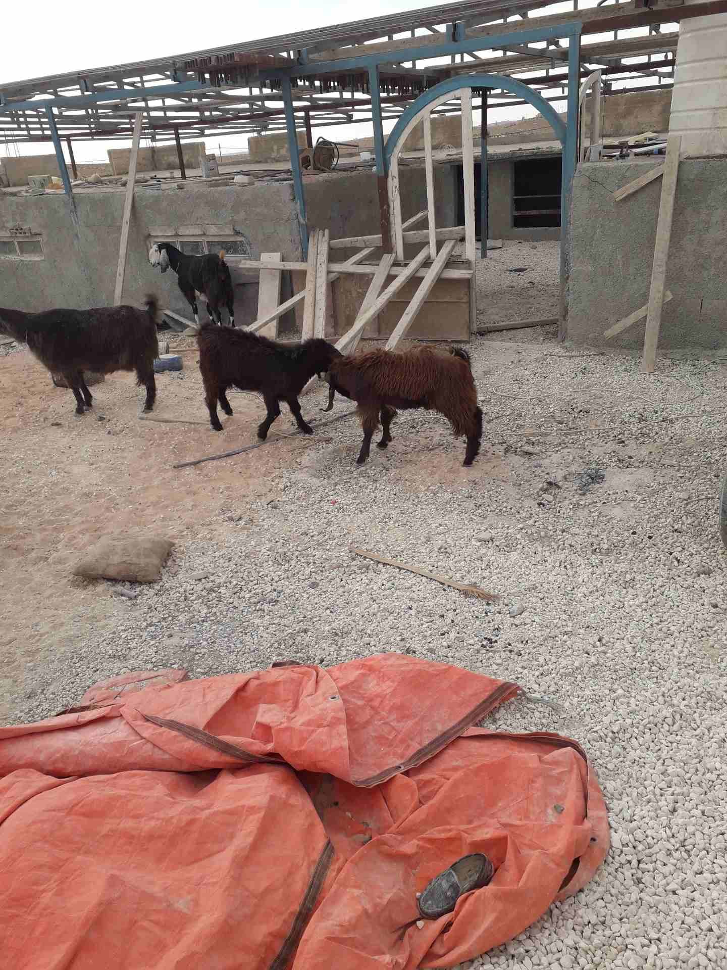 جديان للبيع
لا تنسَ أنك شاهدت هذا الإعلان في عنكبوت
عمر الجدي 8 شهور...