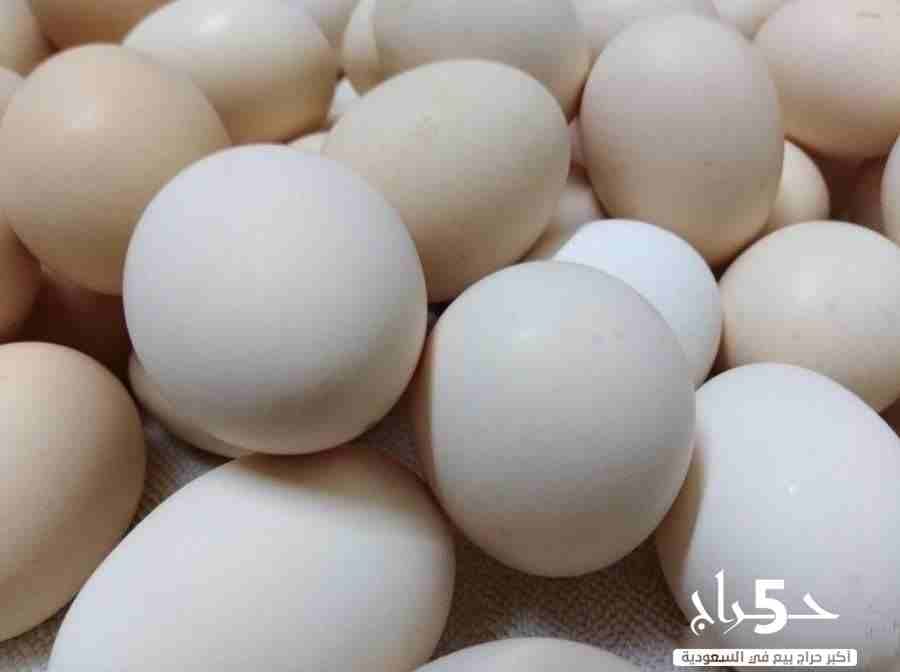 بيض دجاج بلدي
لا تنسَ أنك شاهدت هذا الإعلان في عنكبوت
يتوفر بيض دجاج بلدي مخصب للأكل والتحضين سعر...