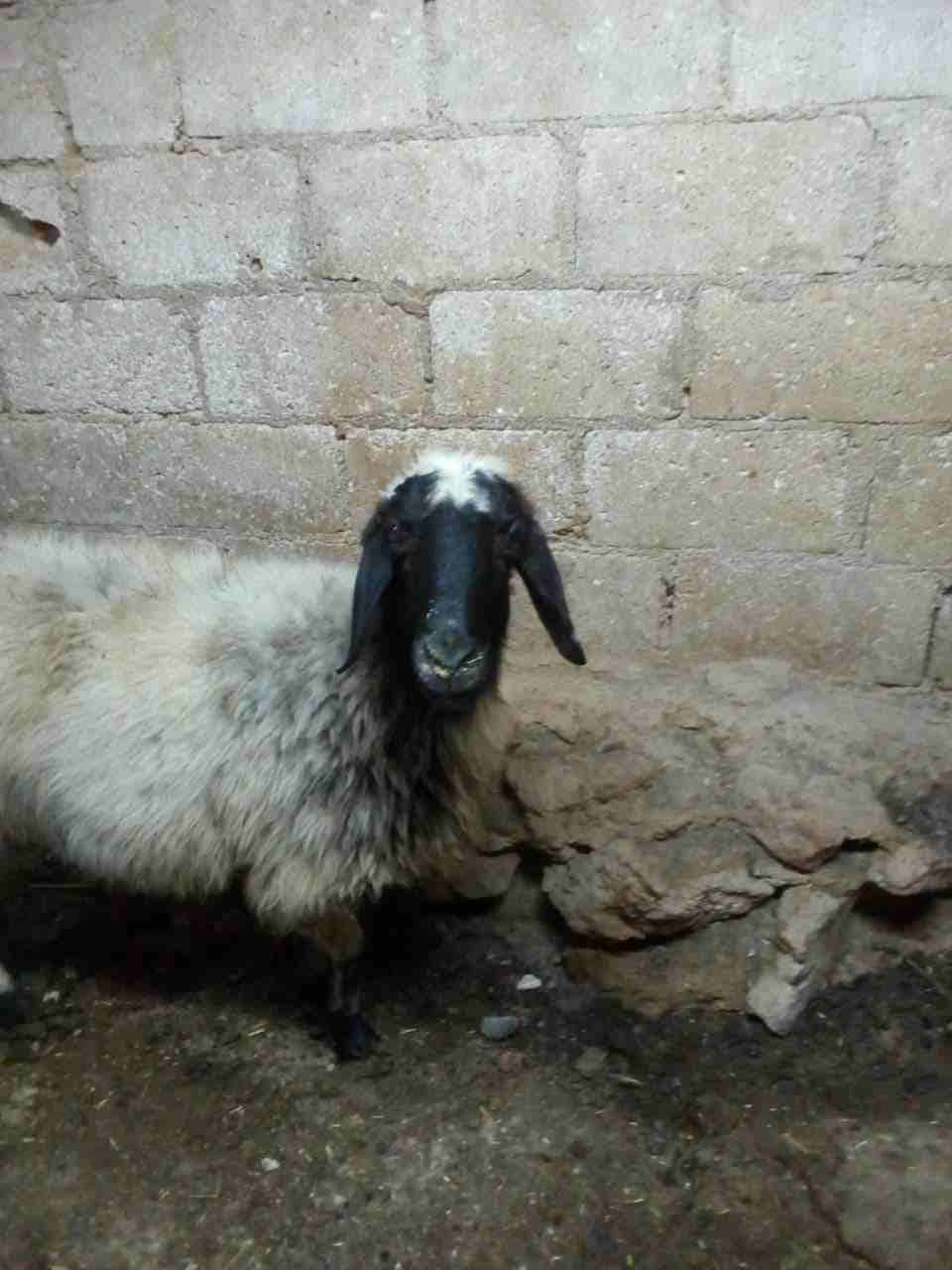 نعجه لحم للبيع
لا تنسَ أنك شاهدت هذا الإعلان في عنكبوت
نعجه سن نضيف للبيع بسعر مغري
تقطع 20 كيلو...