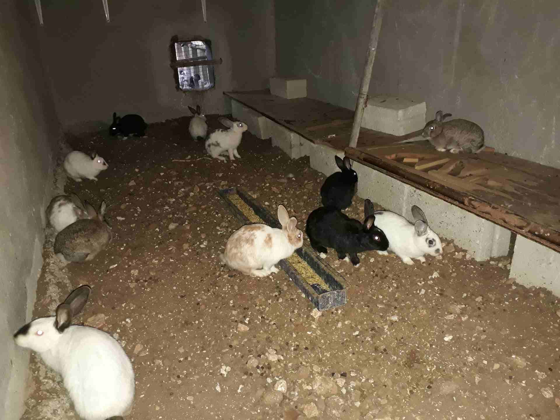 أرانب للبيع عمان 0799854051
لا تنسَ أنك شاهدت هذا الإعلان في عنكبوت
عمان 0799854051
رقم...