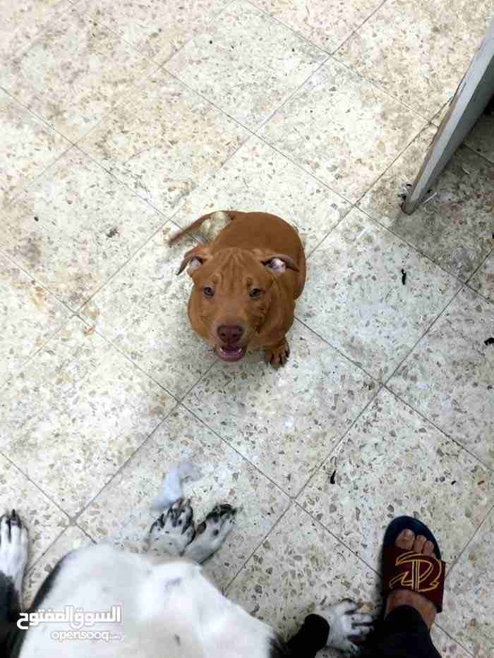 كلب اقساط
لا تنسَ أنك شاهدت هذا الإعلان في عنكبوت
بحاله جيده
رقم...