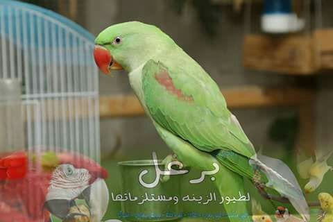 ببغاء كساندرا زق يدوي عمر 5 شهور أليف جدا بداية كلام ناديلو بيجي طيران
لا تنسَ أنك شاهدت هذا الإعلان في عنكبوت...