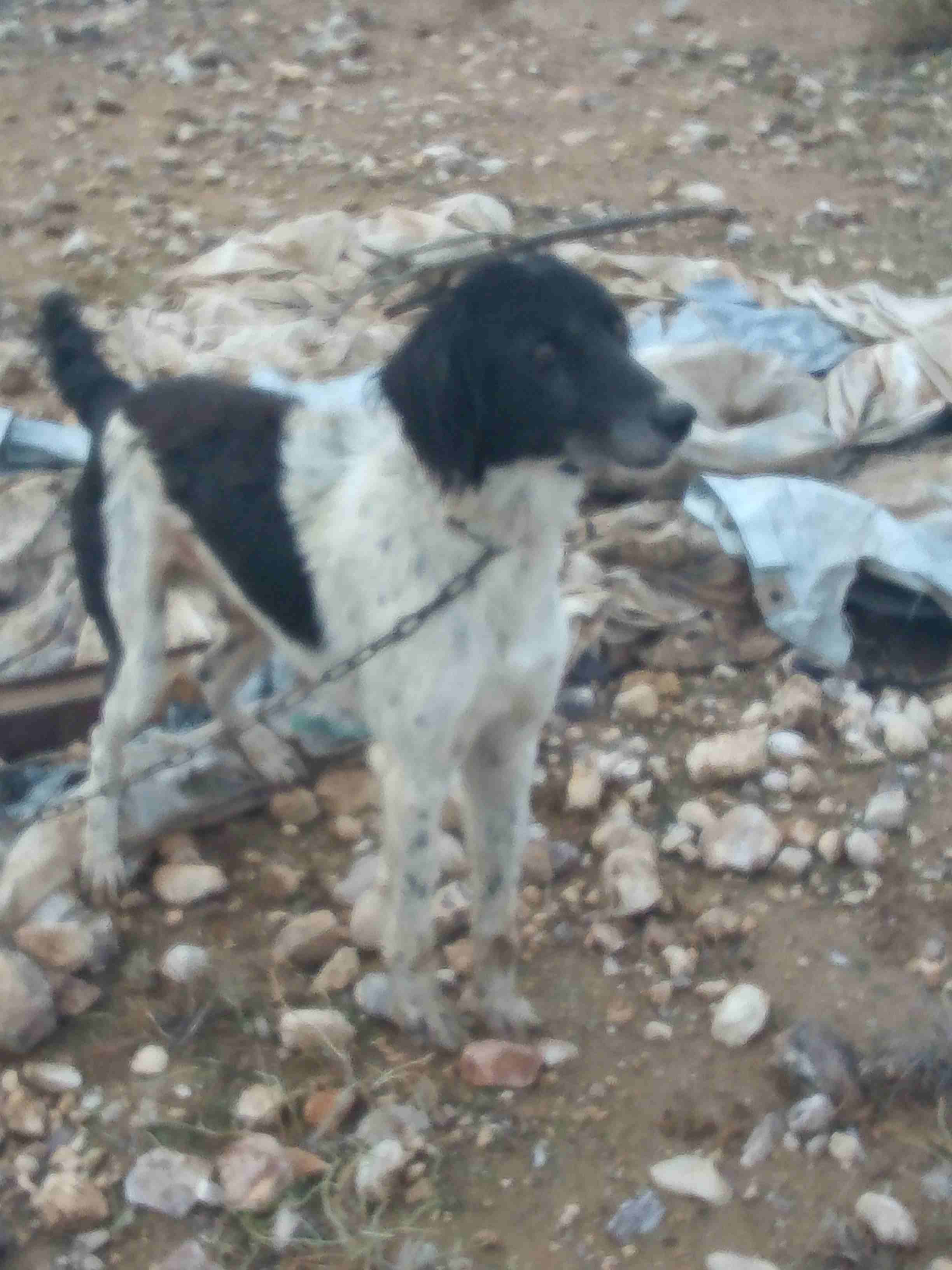 ذكر سراج لليل بندوق سلق على ستر للبيع او بدل ع طيور
لا تنسَ أنك شاهدت هذا الإعلان في عنكبوت
كلب ل...