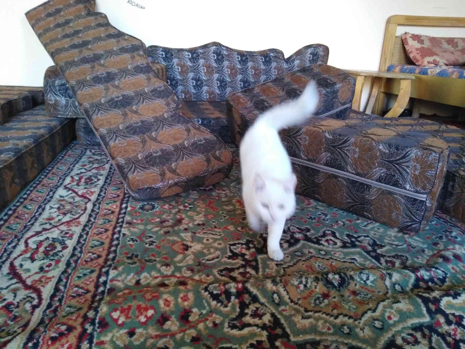 قط للبيع بداعي الدراسه
لا تنسَ أنك شاهدت هذا الإعلان في عنكبوت
قط حلو ولعب واليف كثير...