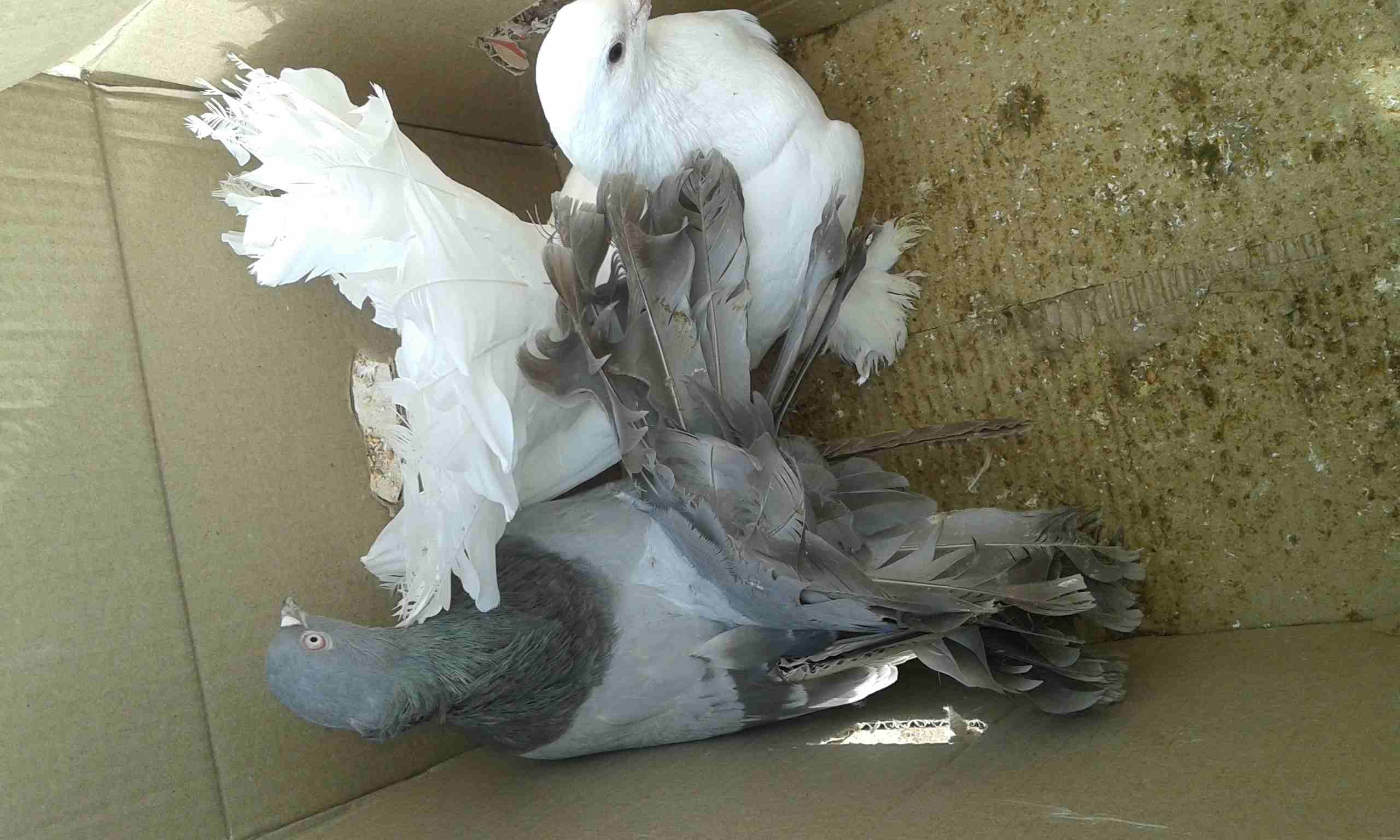 جوز هزاز للبيع
لا تنسَ أنك شاهدت هذا الإعلان في عنكبوت
للبيع للجادين فقط للاستفسار الاتصال أو على...