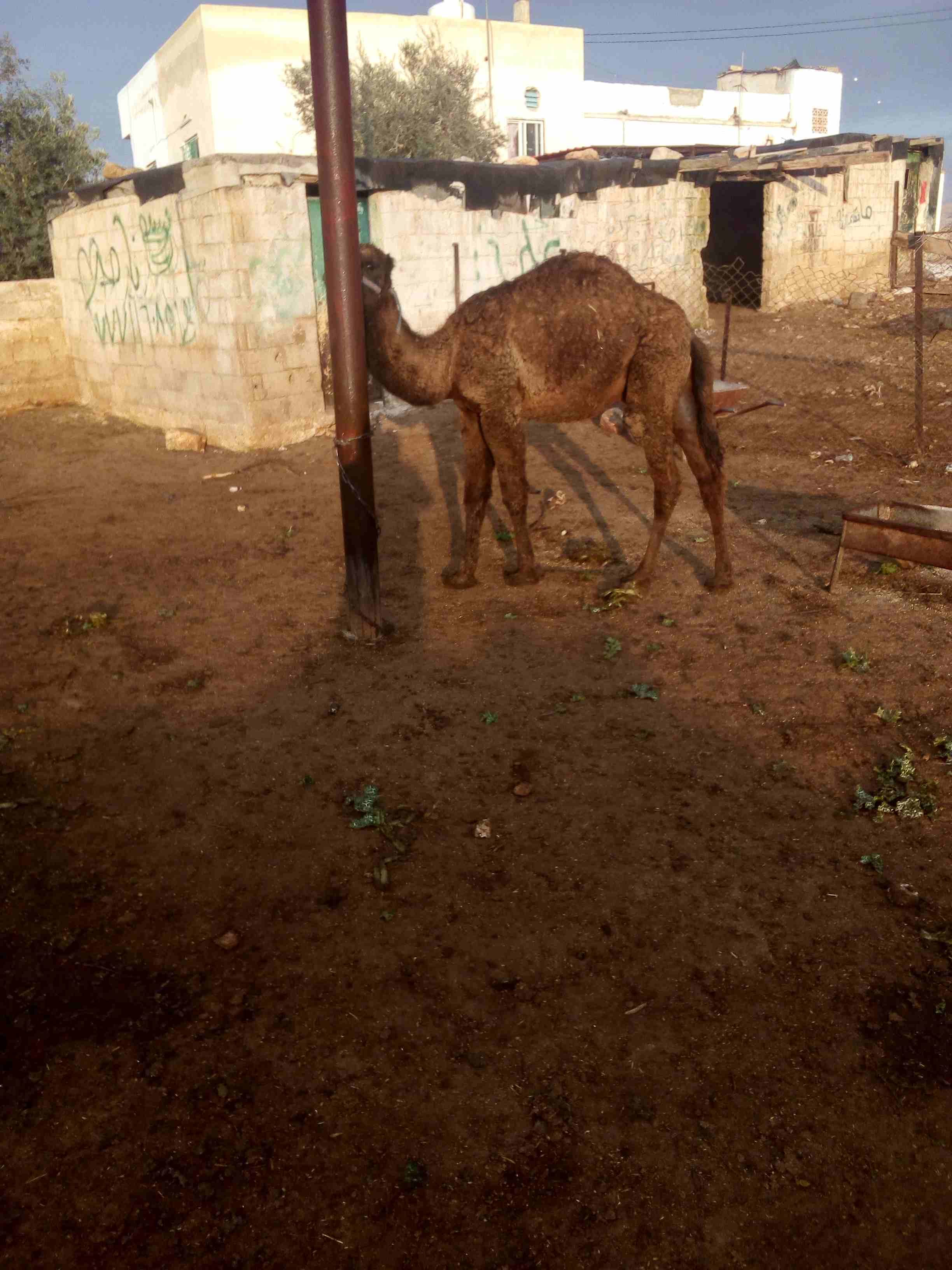 قعود للبيع بسعر مغري
لا تنسَ أنك شاهدت هذا الإعلان في عنكبوت
اللون اسود...