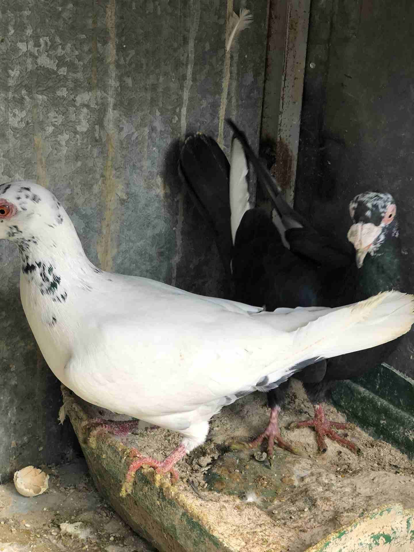 7 جواز شغاله للبيع بداعي الطفر بسعر الفجل اببلاش
لا تنسَ أنك شاهدت هذا الإعلان في عنكبوت
جوزين عم...