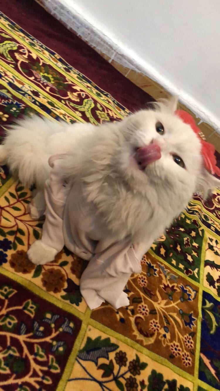بسه شرازي للبيع البسه انثى
لا تنسَ أنك شاهدت هذا الإعلان في عنكبوت
بسه شرازي انثى عيون لون اص...