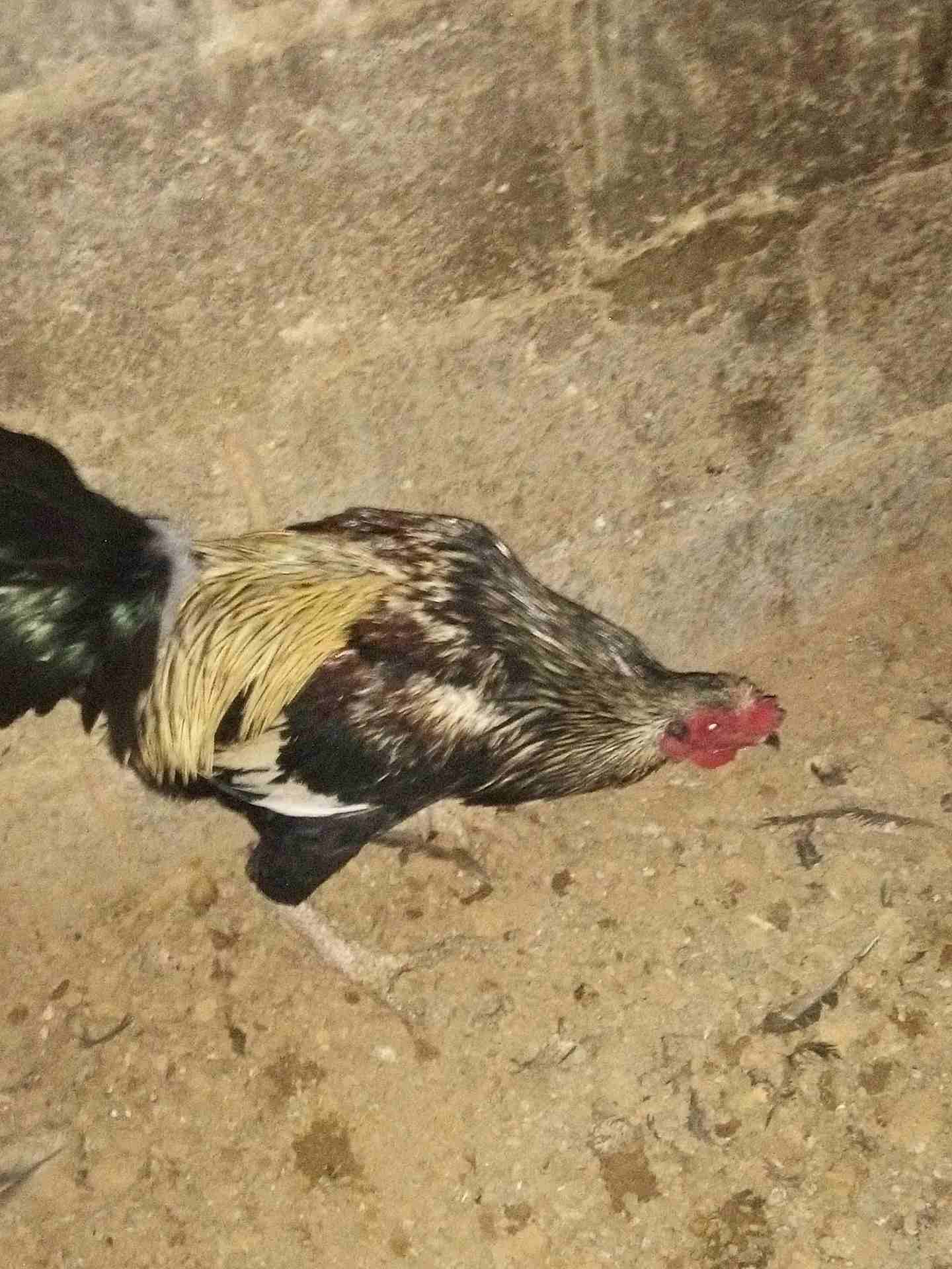 ديك باكستاني
لا تنسَ أنك شاهدت هذا الإعلان في عنكبوت
ديك باكستاني...